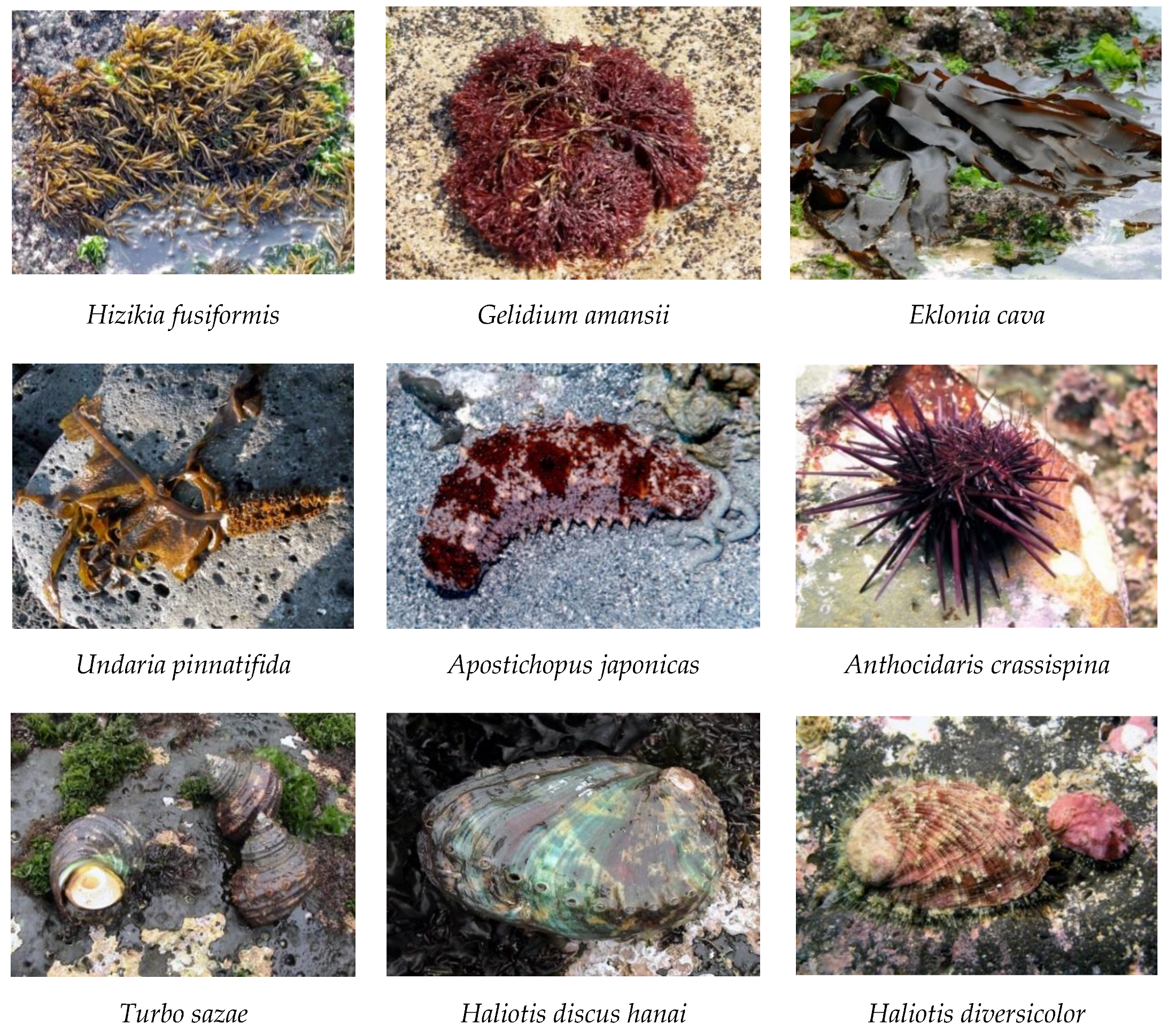 Sustainability 12 03512 g002 550