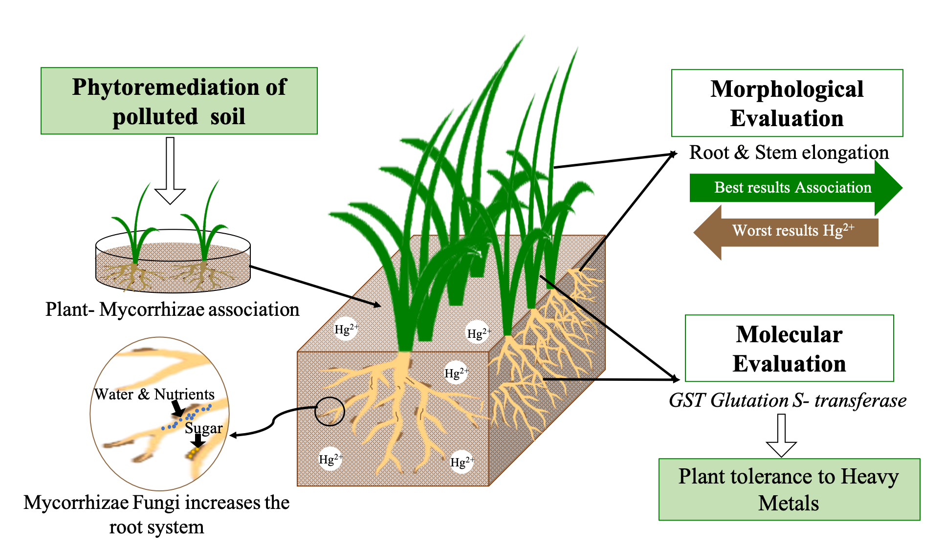 Sustainability Free Full Text Mercury Phytoremediation With Lolium Perenne Mycorrhizae In Contaminated Soils Html