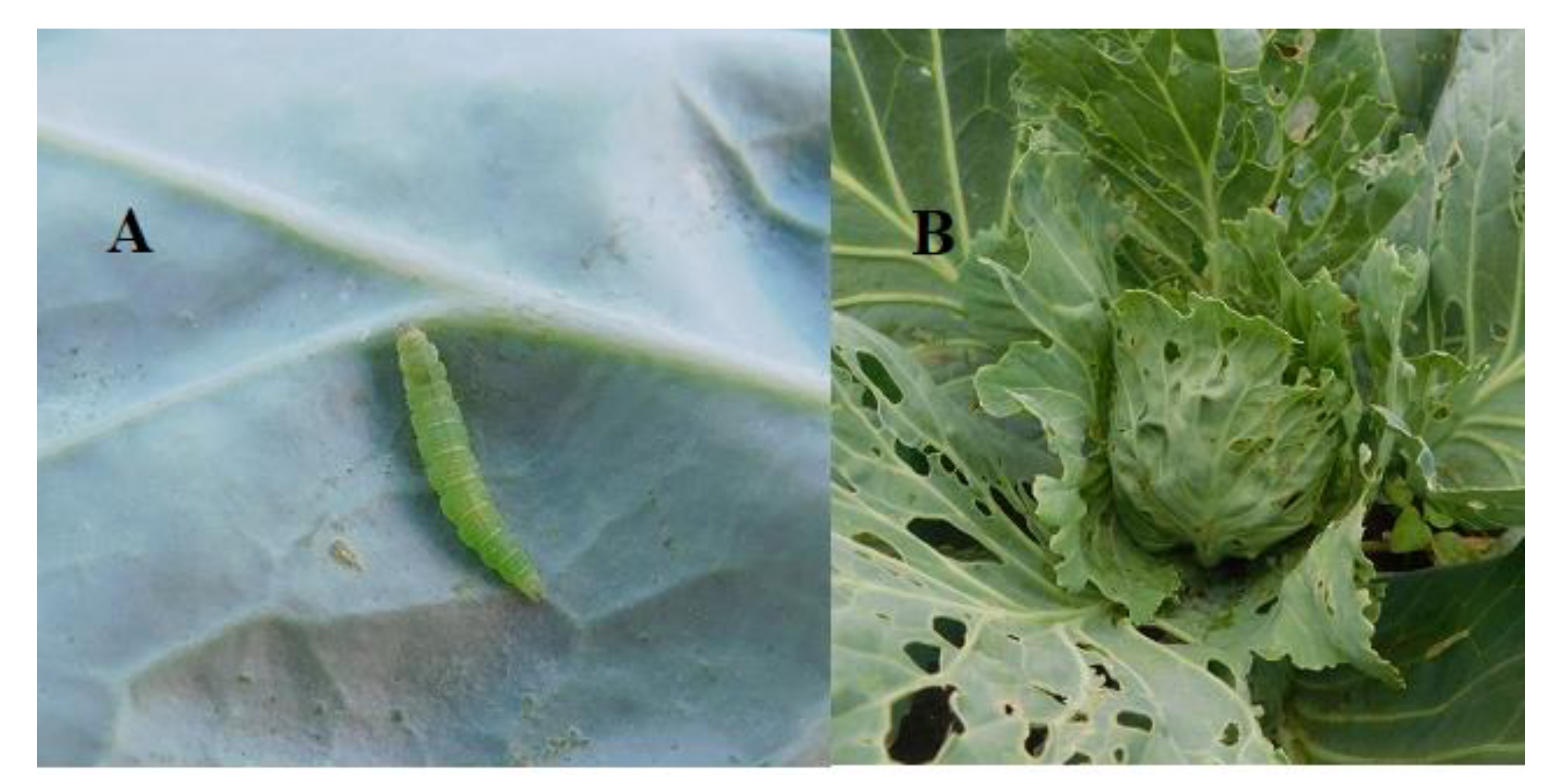 Sustainability 12 03824 g003