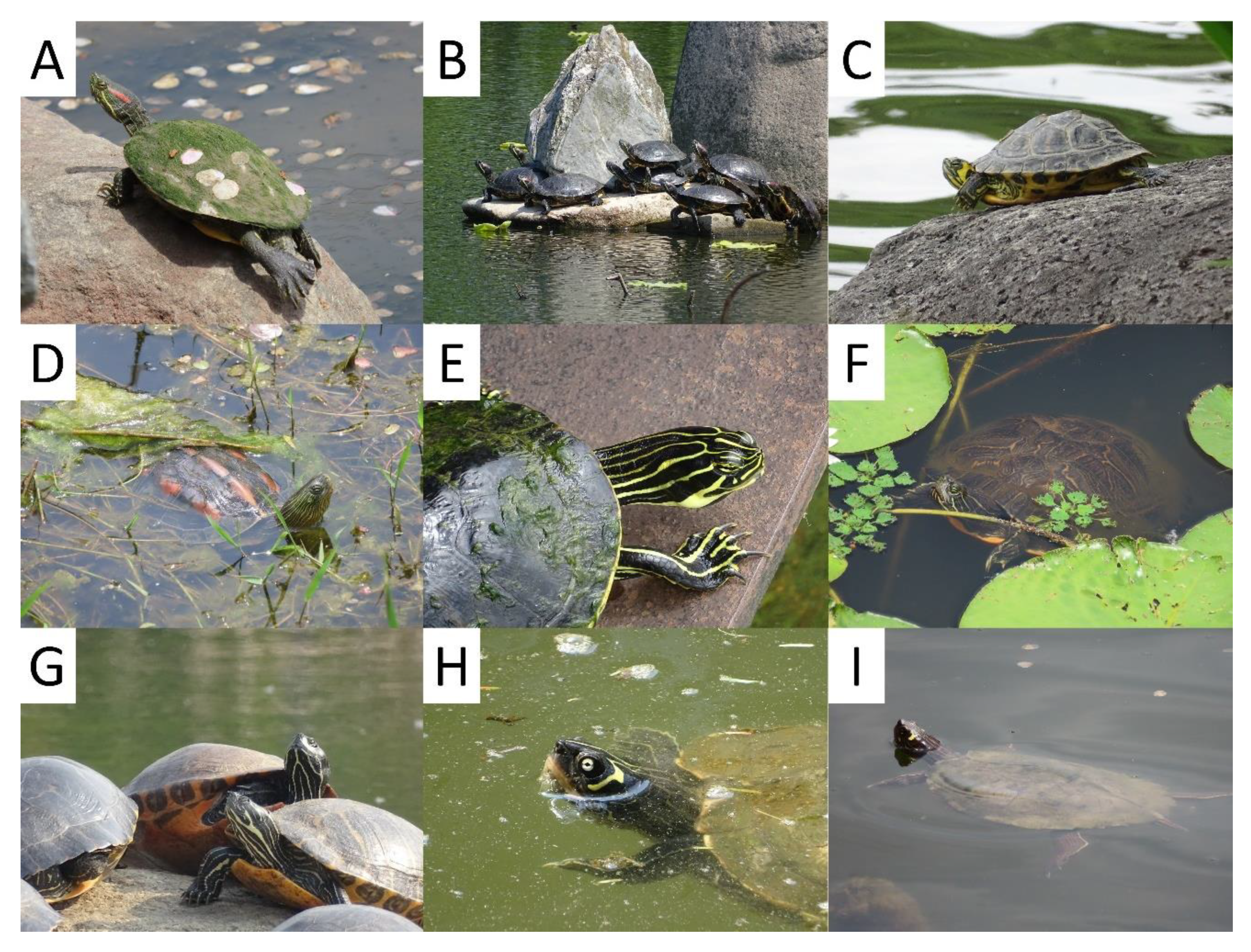 Sustainability 12 04042 g002