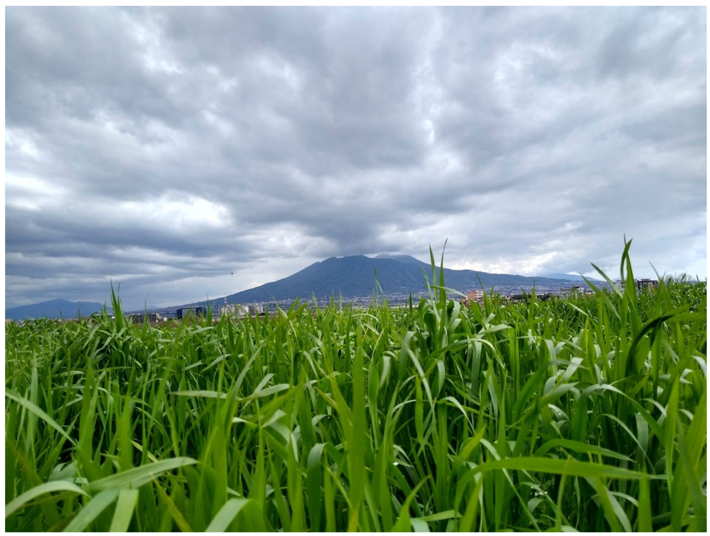 Sustainability 12 04444 g005