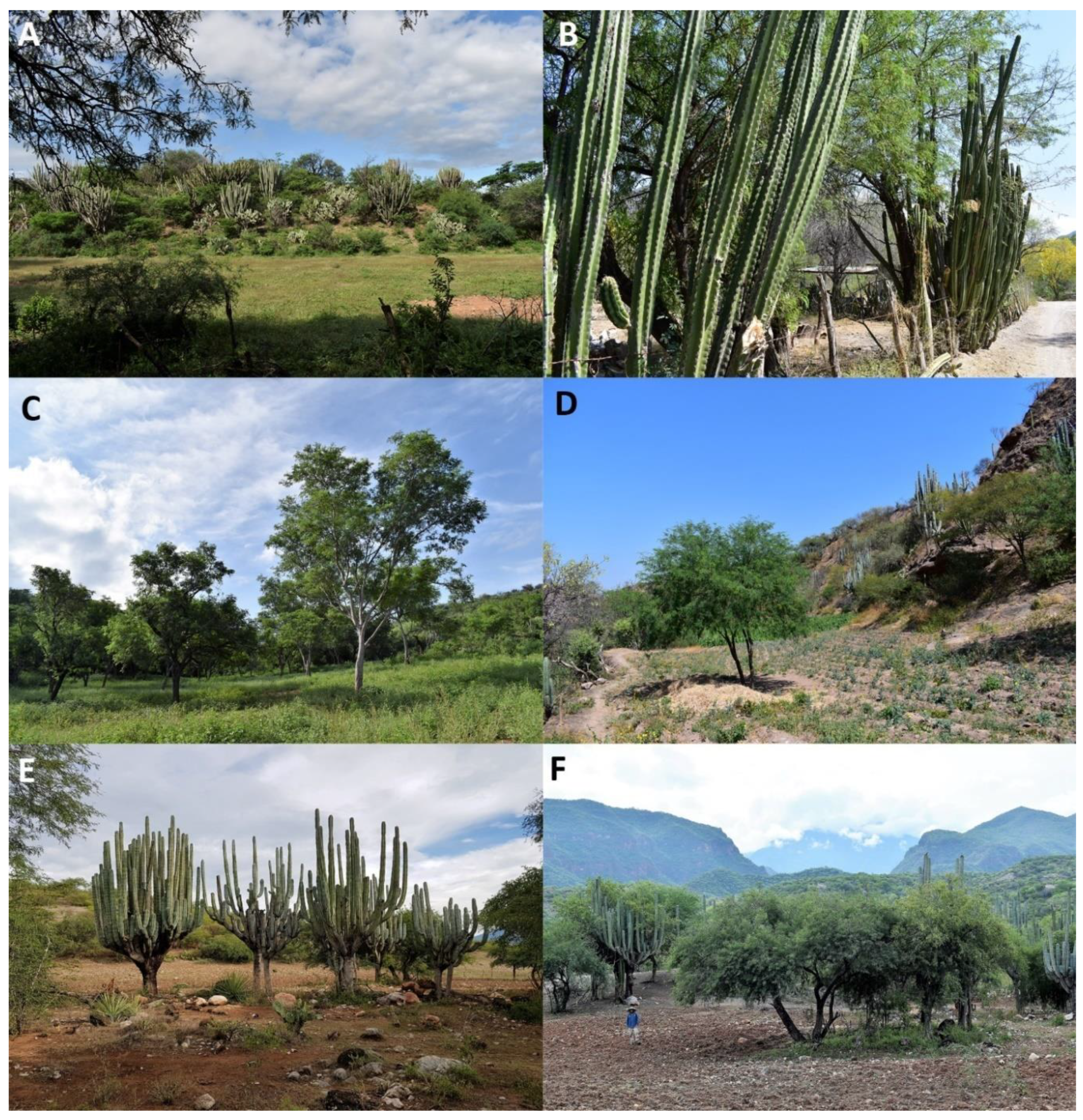 Sustainability Free Full Text Traditional Agroforestry Systems And Conservation Of Native Plant Diversity Of Seasonally Dry Tropical Forests Html Sustainability Free Full Text Traditional Agroforestry Systems And Conservation Of Native Plant Diversity Of Seasonally Dry Tropical Forests Html
