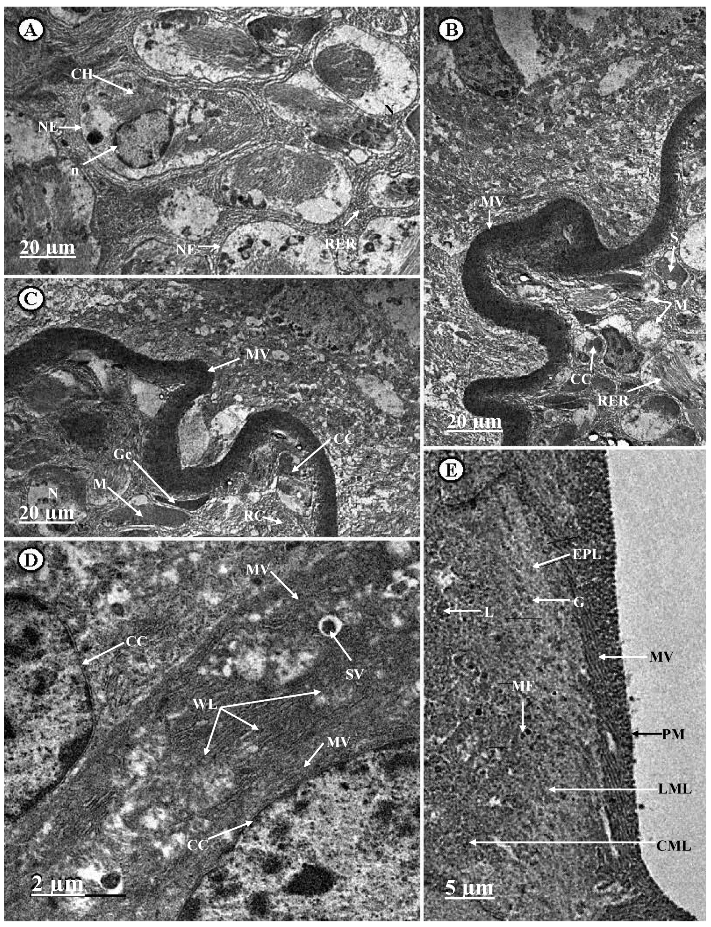 Sustainability 12 04805 g003