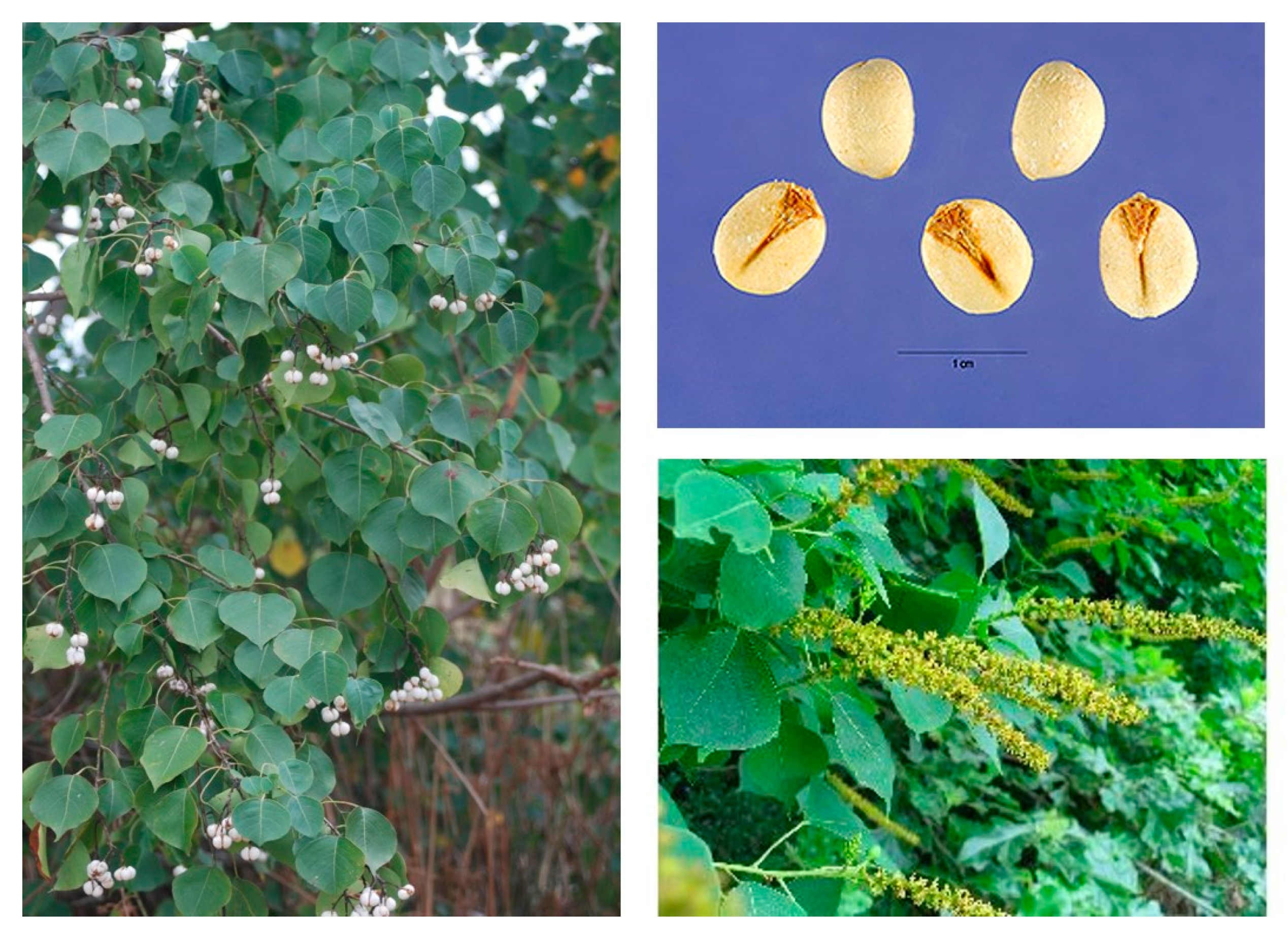 Sustainability 12 05225 g006 Sustainability 12 05225 g006