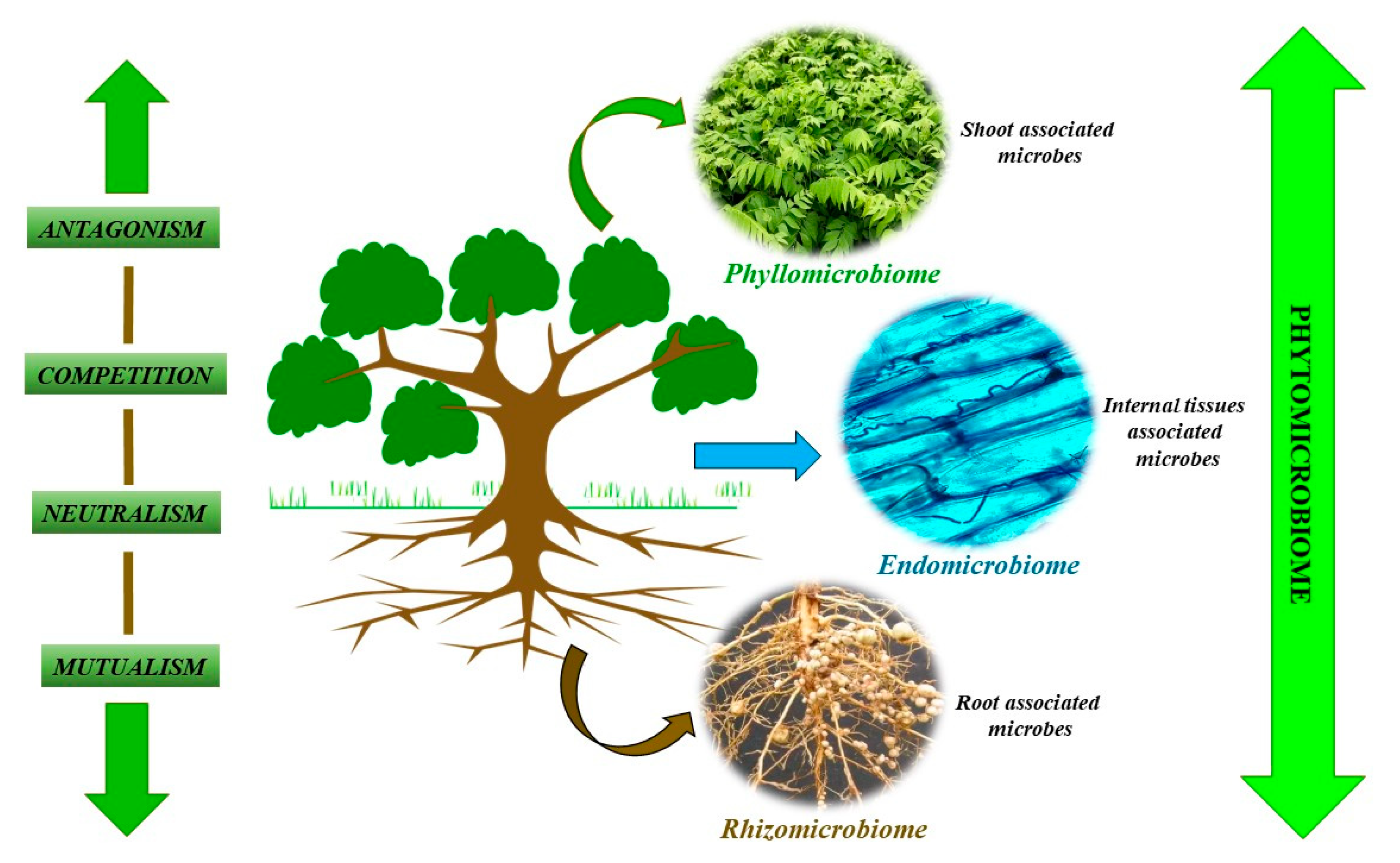 Sustainability | Free Full-Text | Understanding Phytomicrobiome: A Potential Reservoir for Better Crop Management Sustainability | Free Full-Text | Understanding Phytomicrobiome: A Potential Reservoir for Better Crop Management