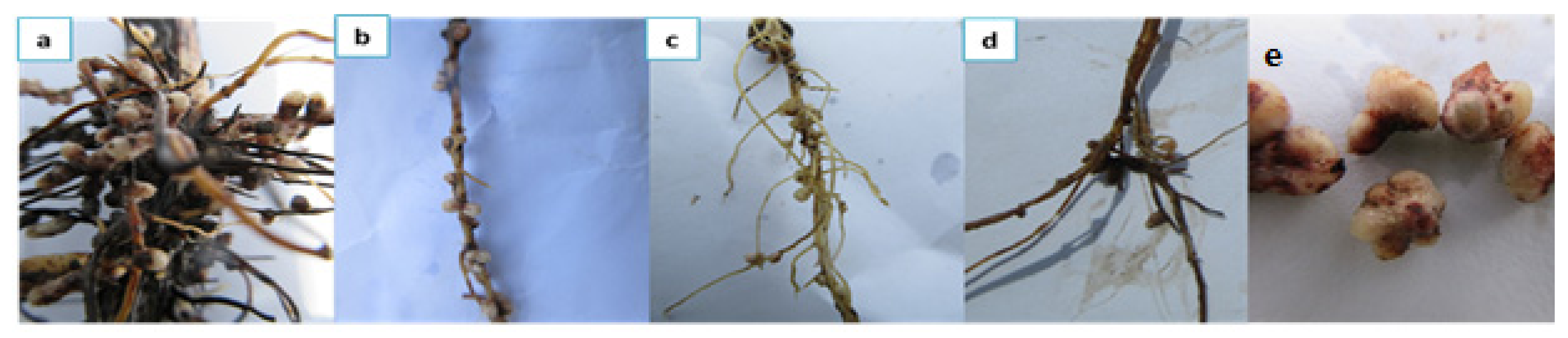 Sustainability 12 06449 g004