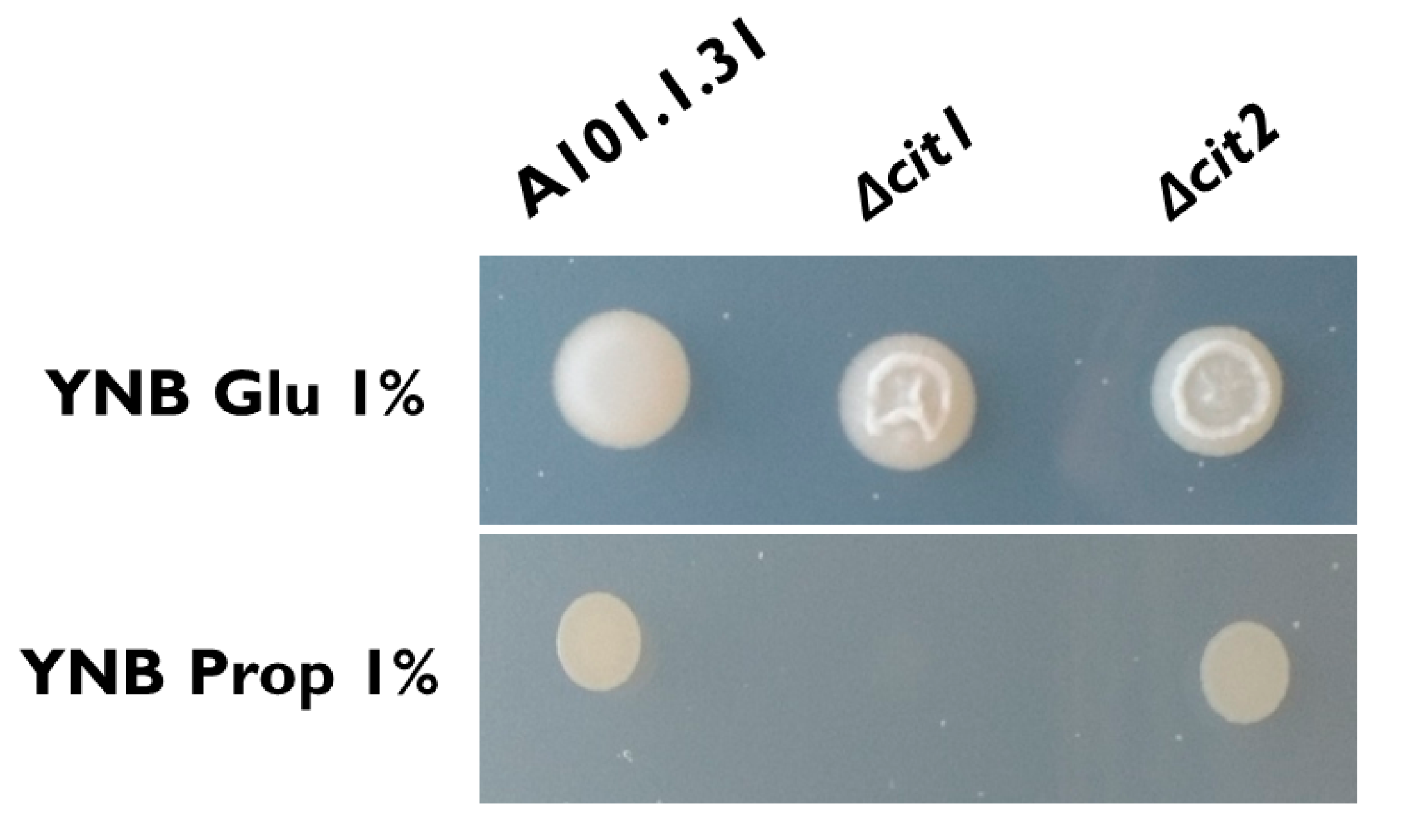 Sustainability Free Full Text Overexpression Of Citrate Synthase Increases Isocitric Acid Biosynthesis In The Yeast Yarrowia Lipolytica Html