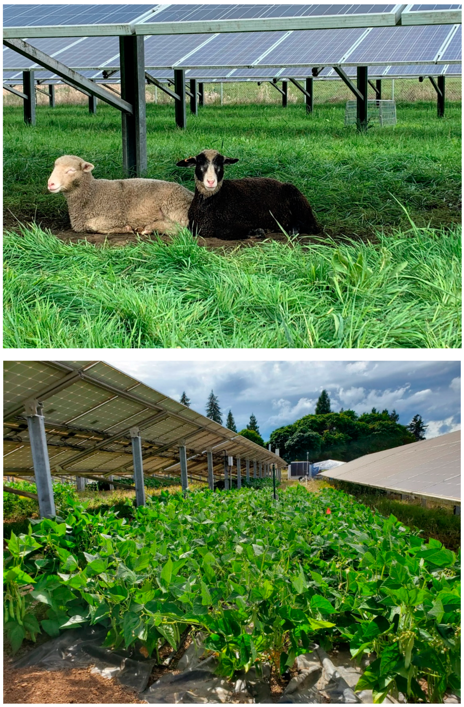 Sustainability 12 08135 g004