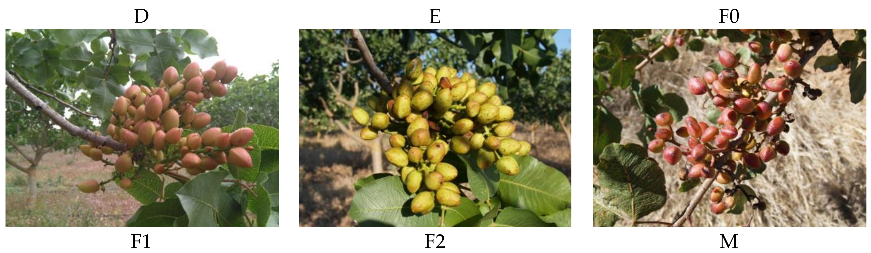 Sustainability 12 08437 g004b