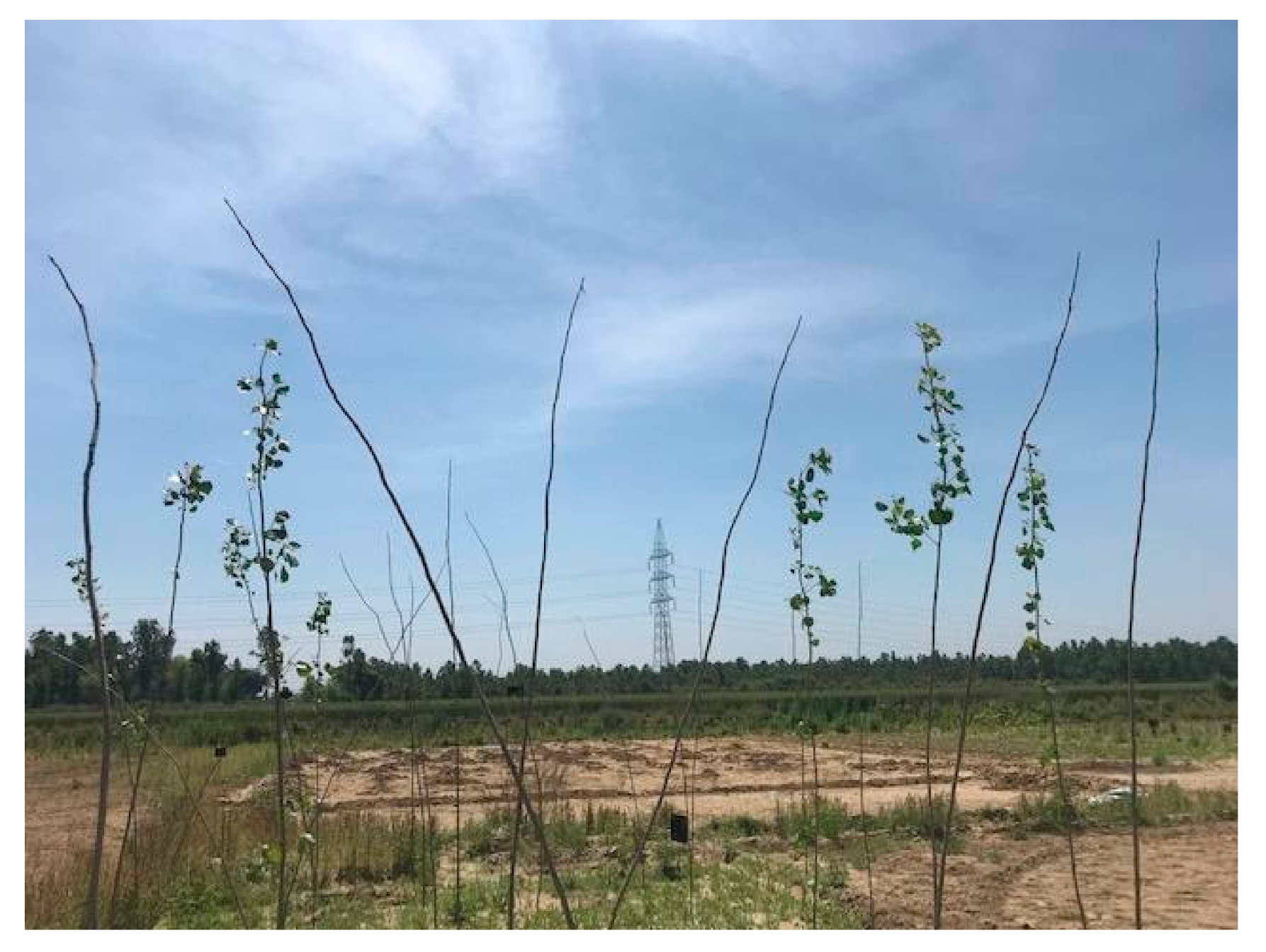 Sustainability 12 08472 g006