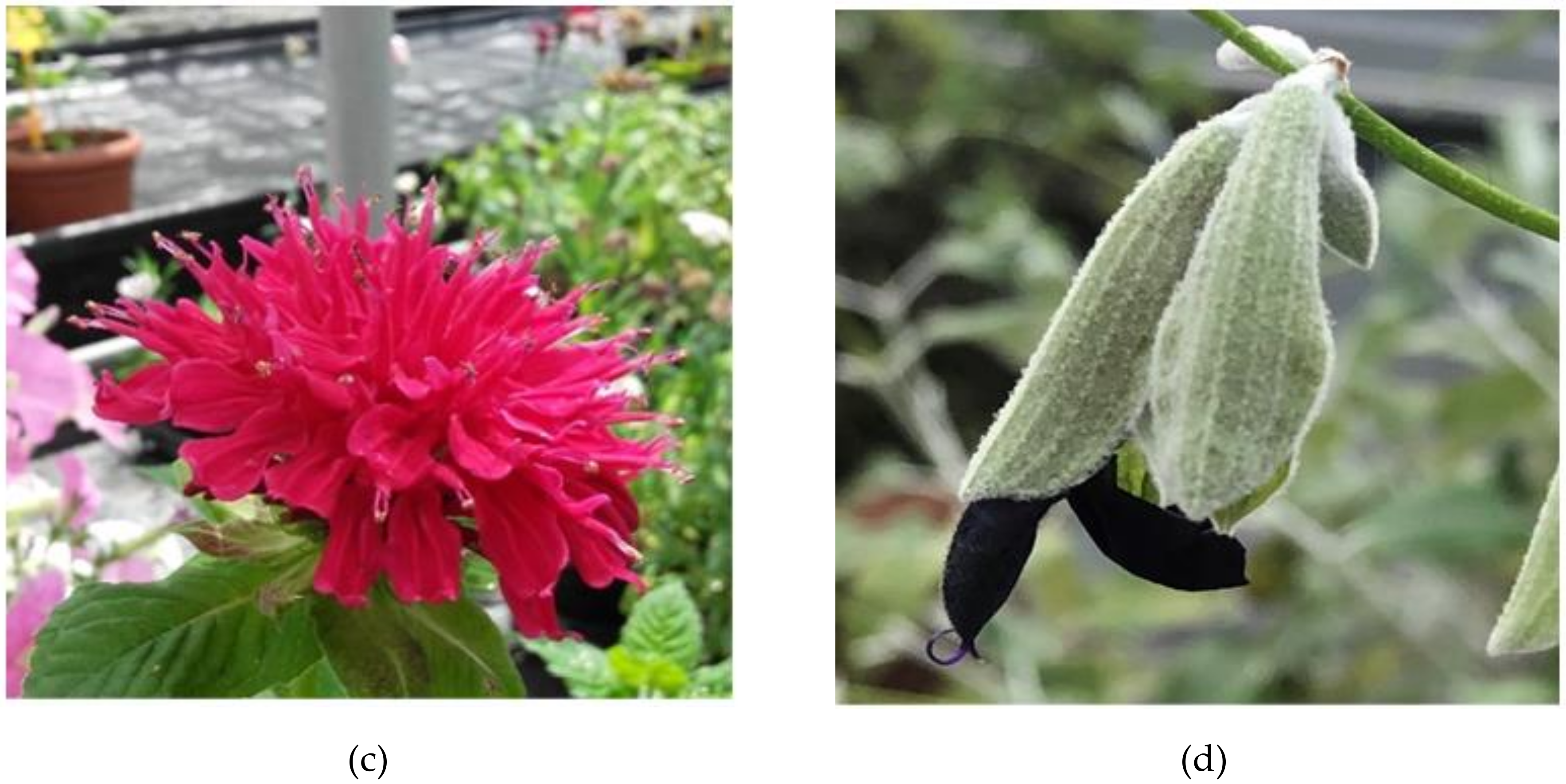 Sustainability 12 08709 g004b