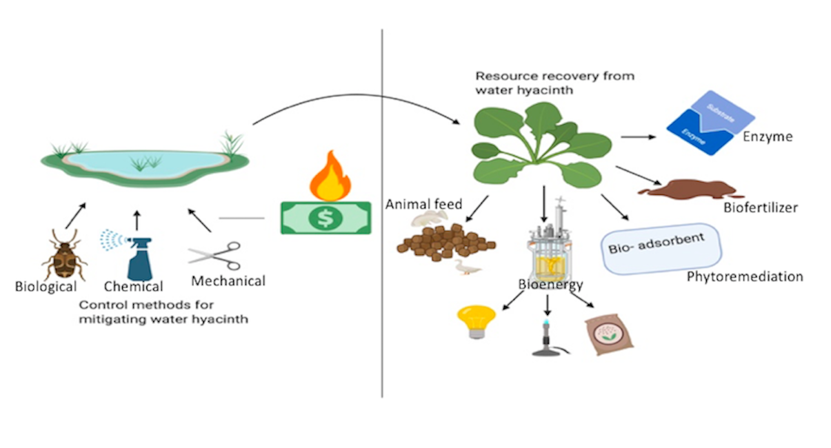 Sustainability Free FullText The Benefits of Water Hyacinth