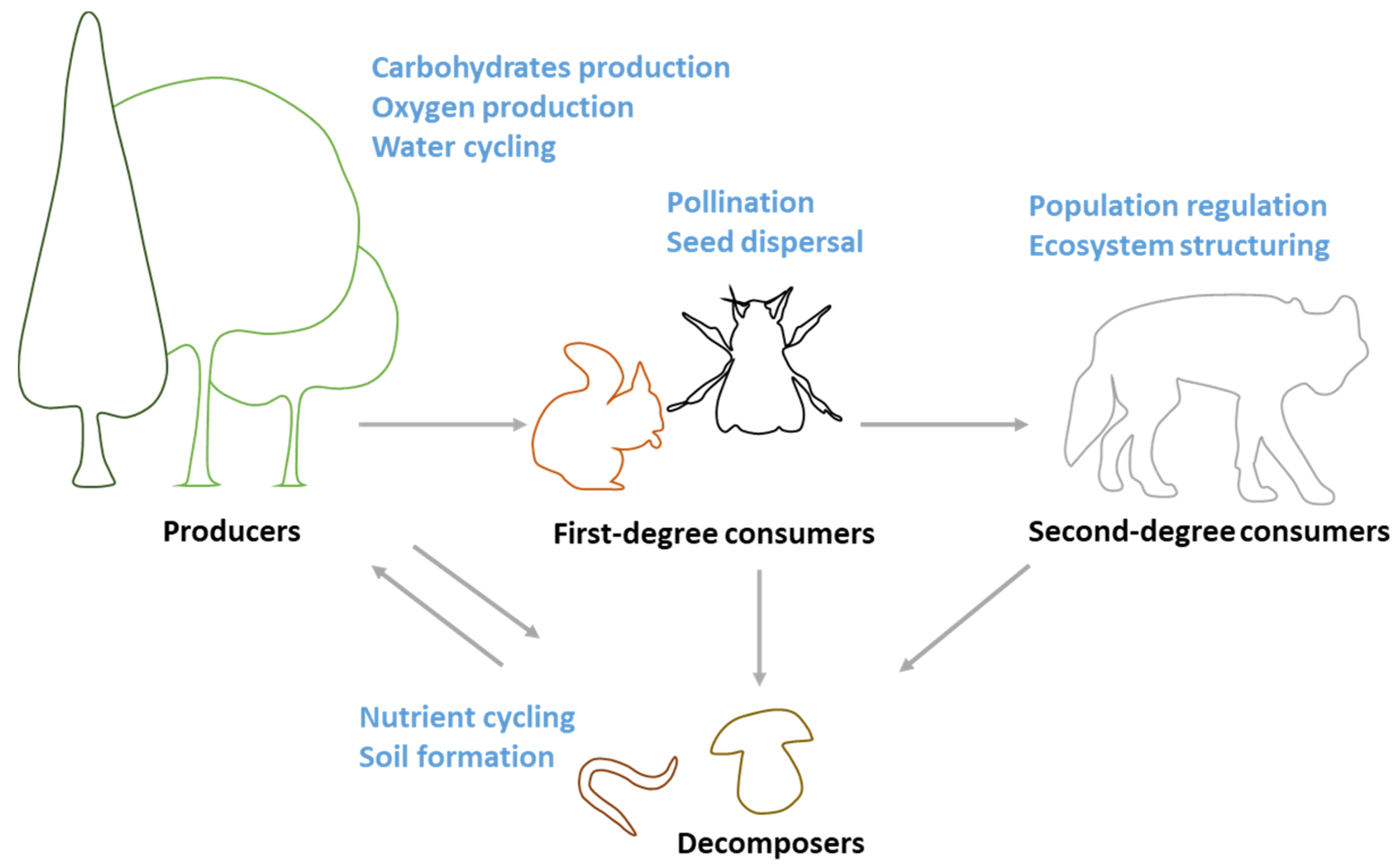 Sustainability Free Full Text Kindergarten Children S Perception About The Ecological Roles Of Living Organisms Html Sustainability Free Full Text Kindergarten Children S Perception About The Ecological Roles Of Living Organisms Html