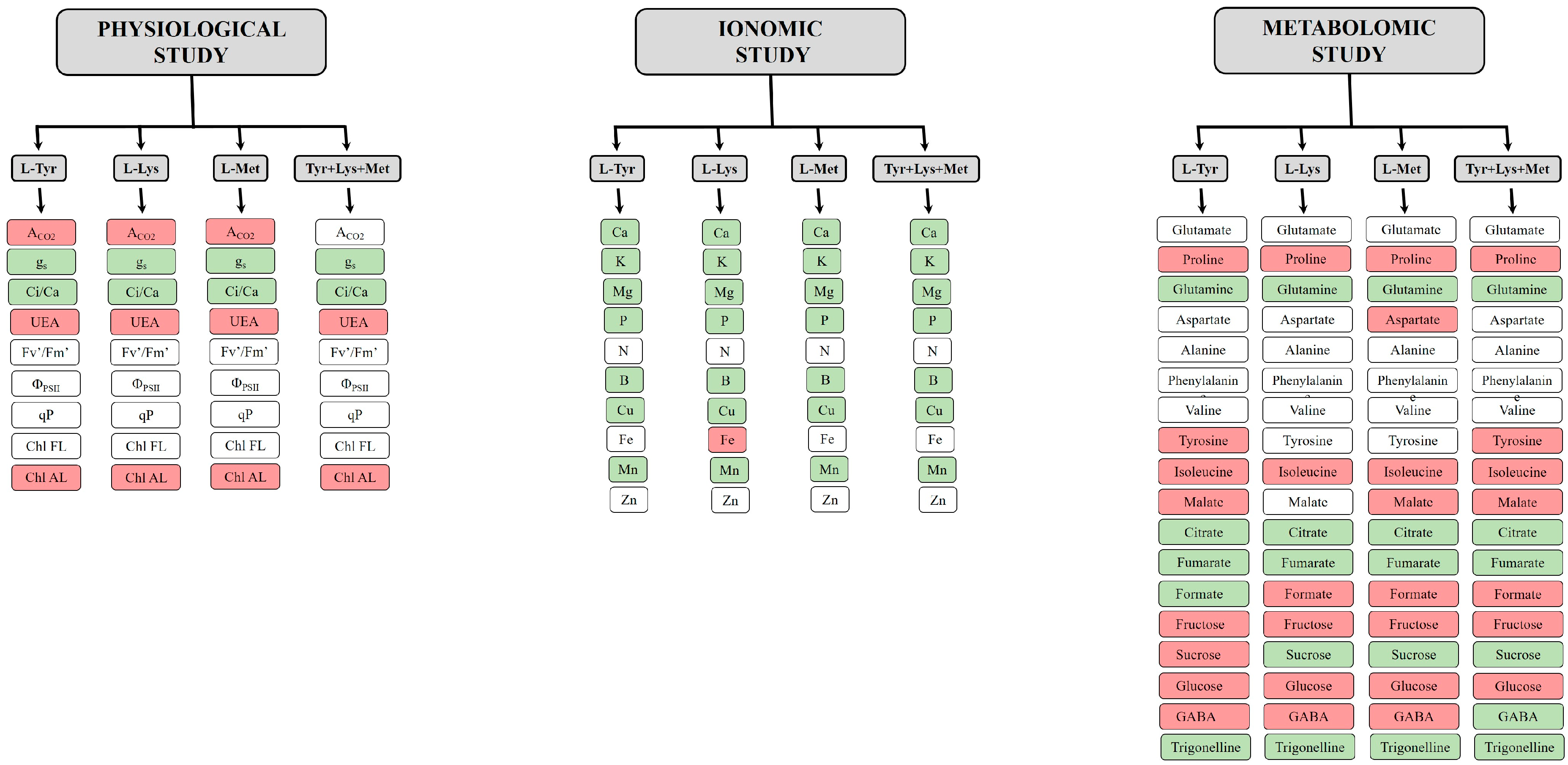 Sustainability Free Full Text Application Of Biostimulants Containing Amino Acids To Tomatoes Could Favor Sustainable Cultivation Implications For Tyrosine Lysine And Methionine Html
