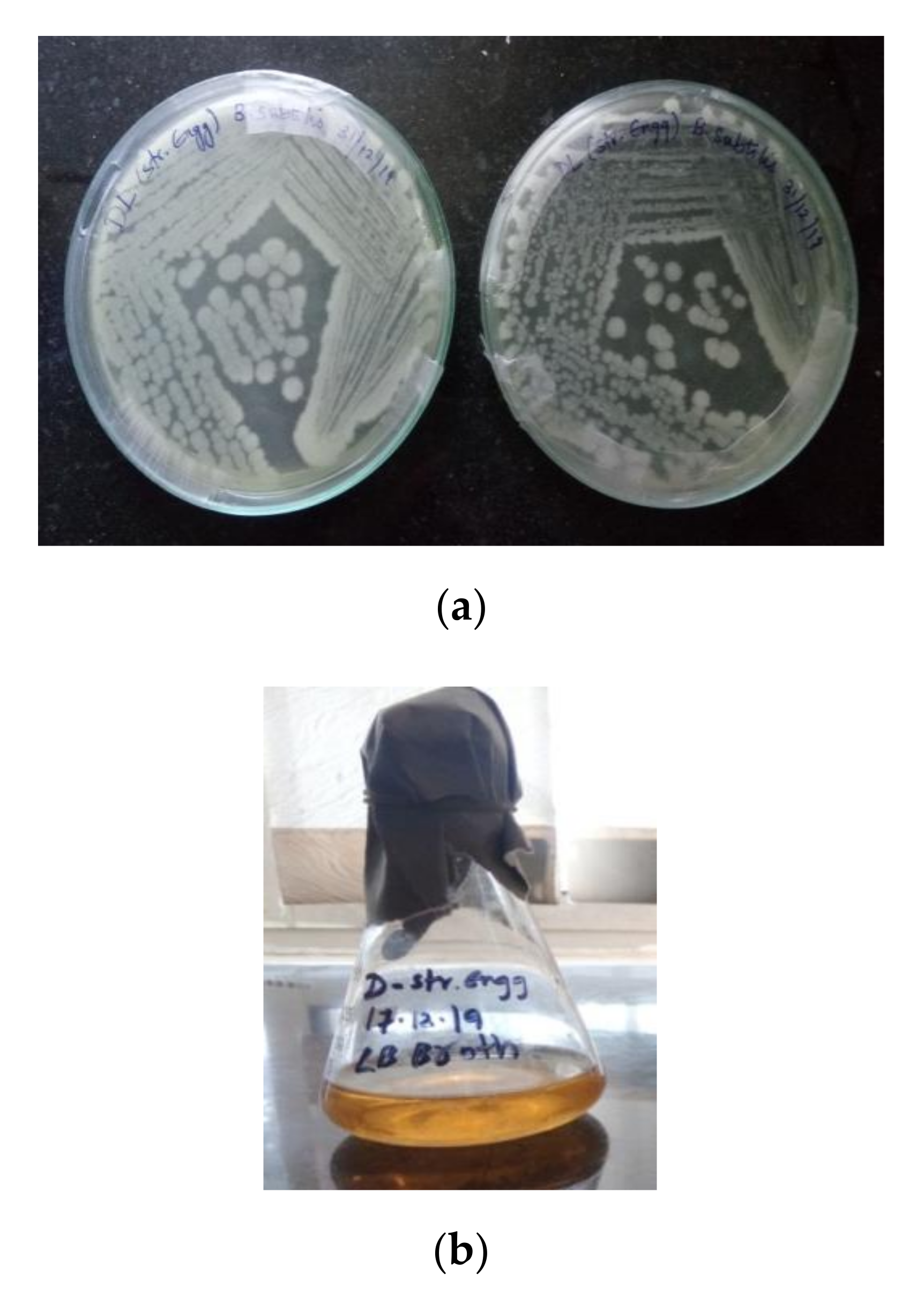 Sustainability 12 10346 g003