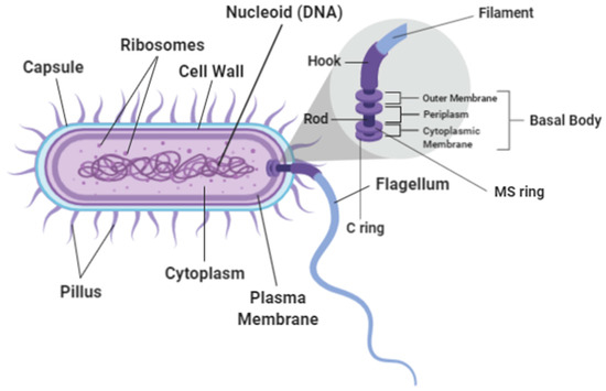 Sustainability Free Full Text Bacterial Flagellum Versus Carbon Nanotube A Review Article On The Potential Of Bacterial Flagellum As A Sustainable And Green Substance For The Synthesis Of Nanotubes Html