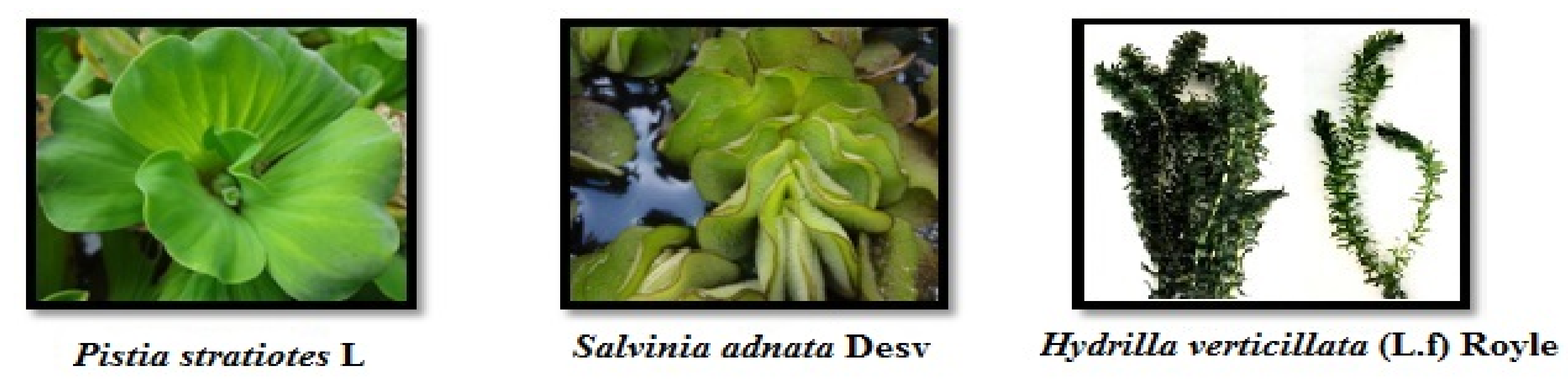 Sustainability 13 00329 g001 Sustainability 13 00329 g001