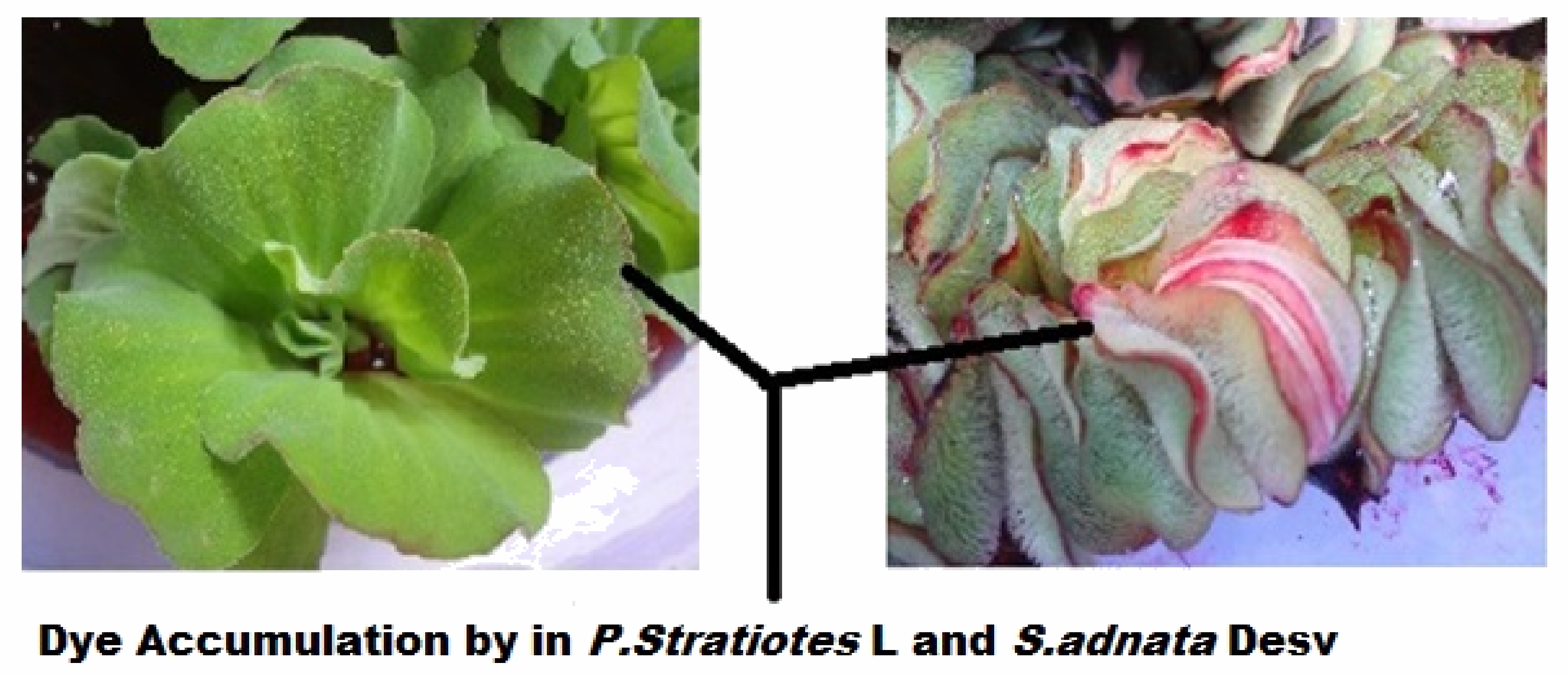 Sustainability 13 00329 g004 Sustainability 13 00329 g004