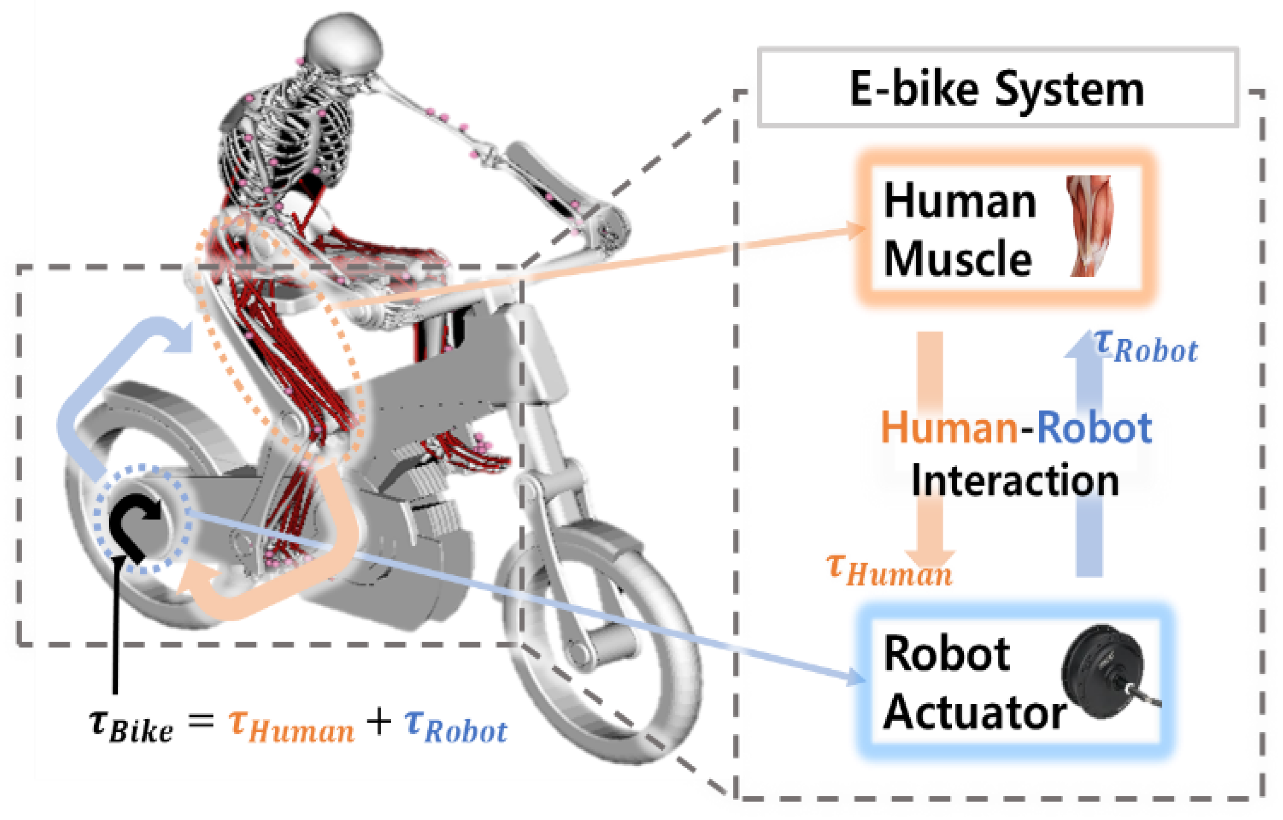 Bikes for the torso-impaired 