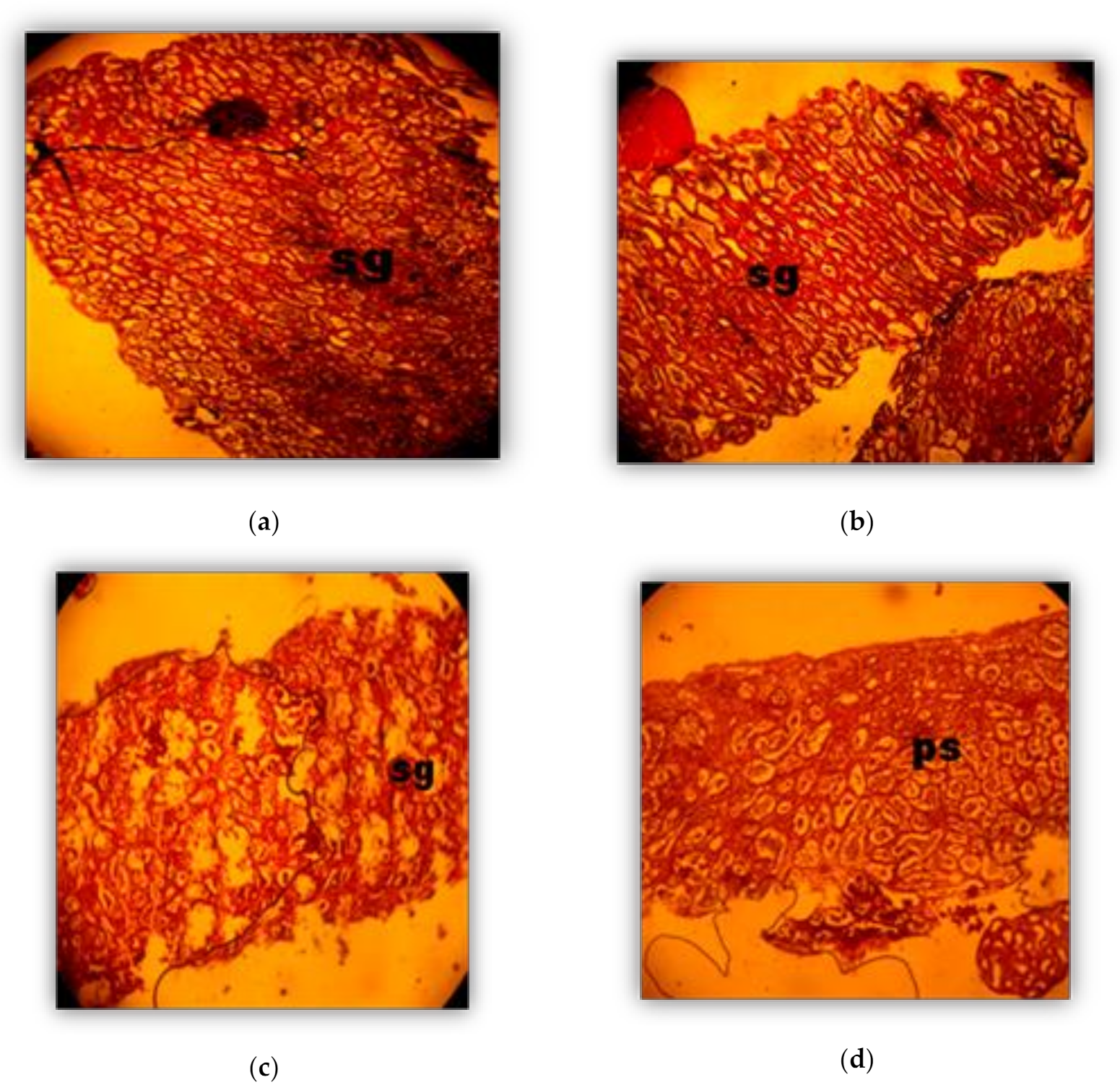 Sustainability 13 00921 g004 Sustainability 13 00921 g004