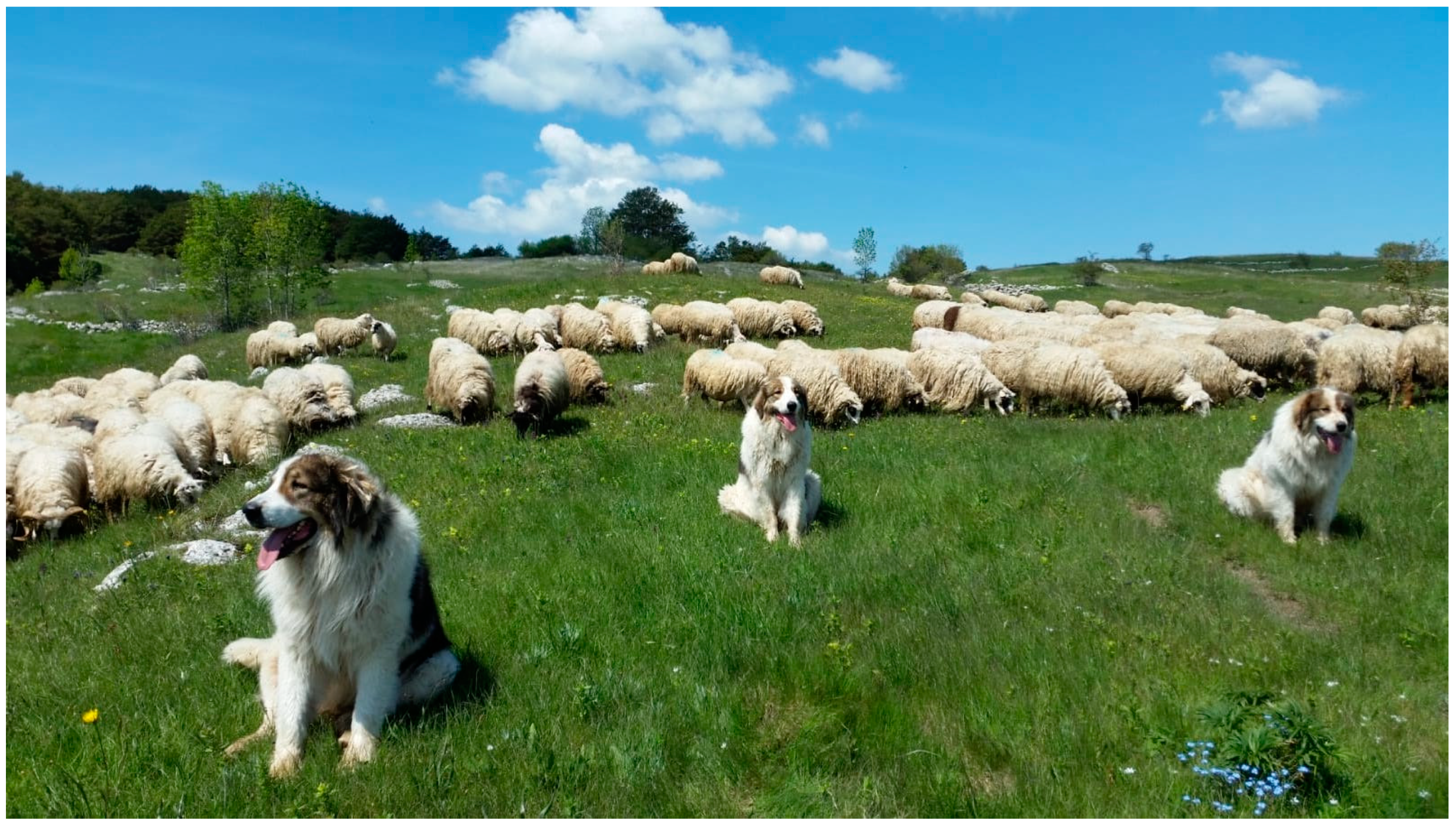 is the pyrenean mastiff legal in norway