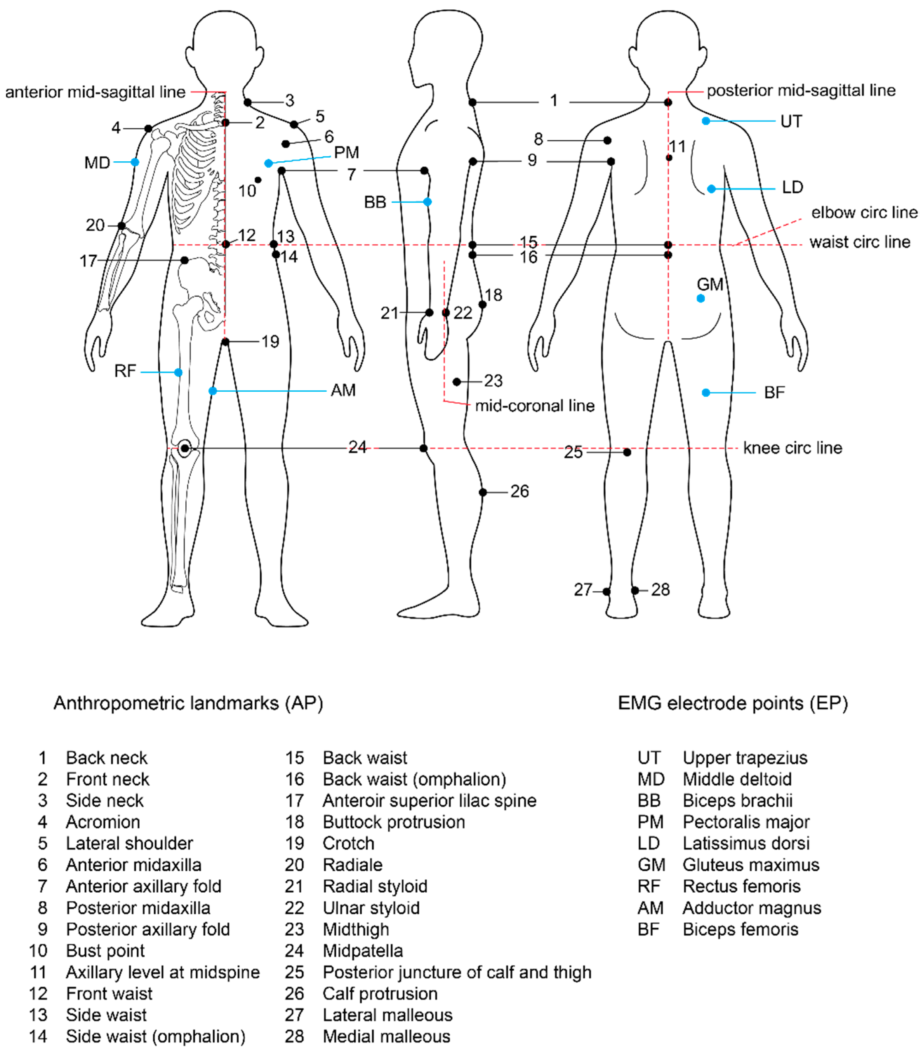 Sustainability Free FullText Analysis of EMG Electrode Locations
