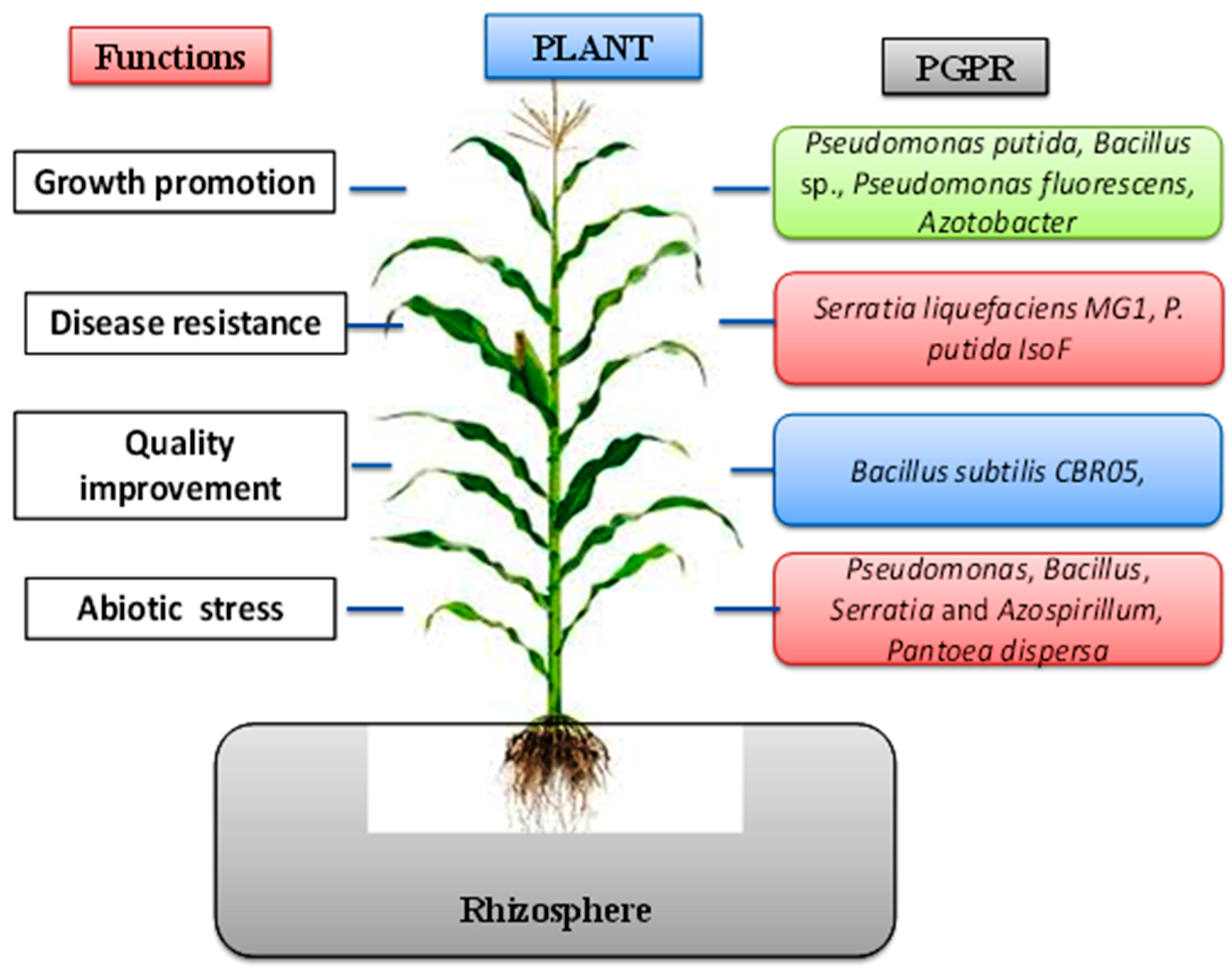 II. Understanding the Role of Beneficial Bacteria in Plant Growth