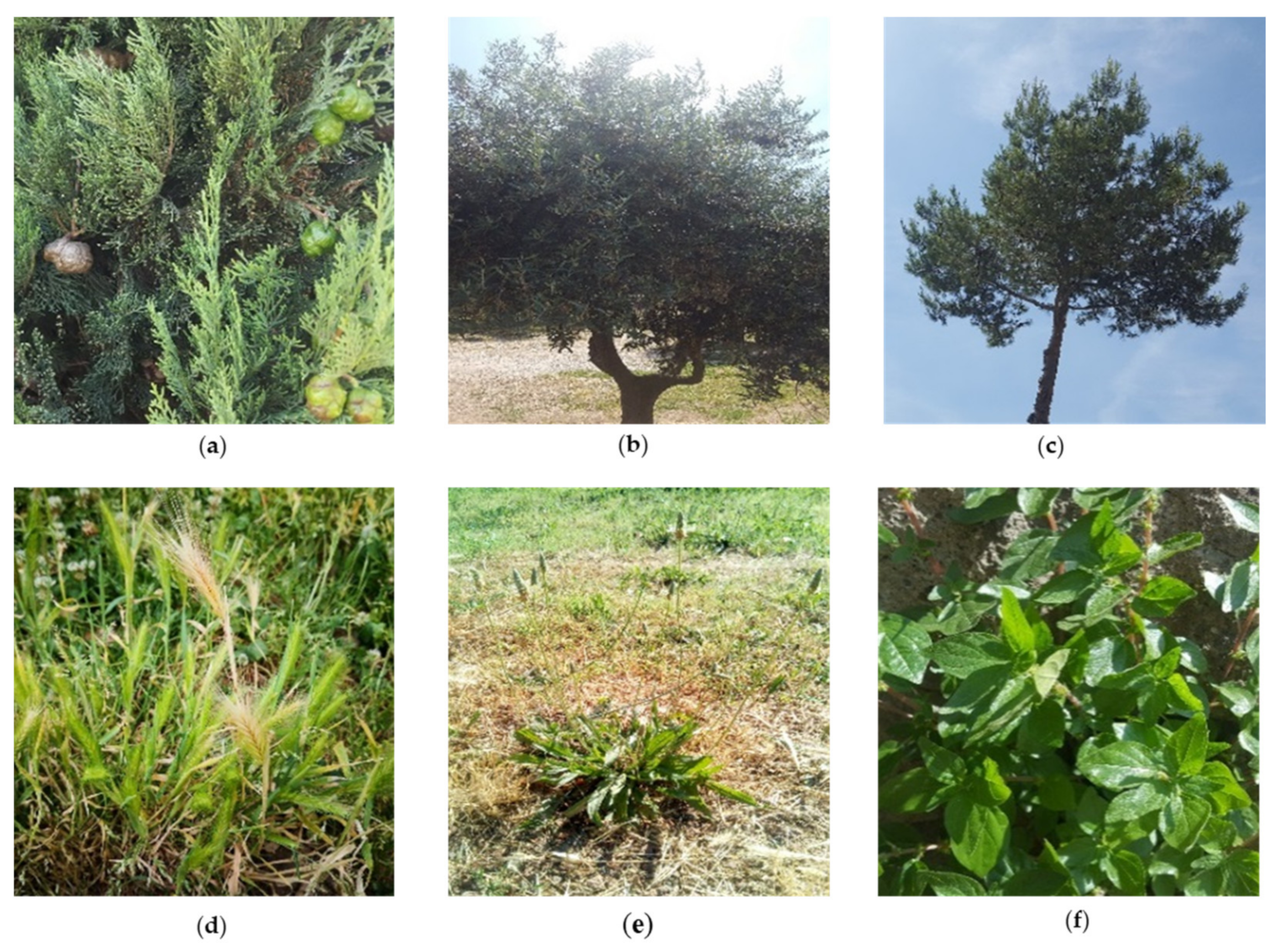 Sustainability 13 03154 g001