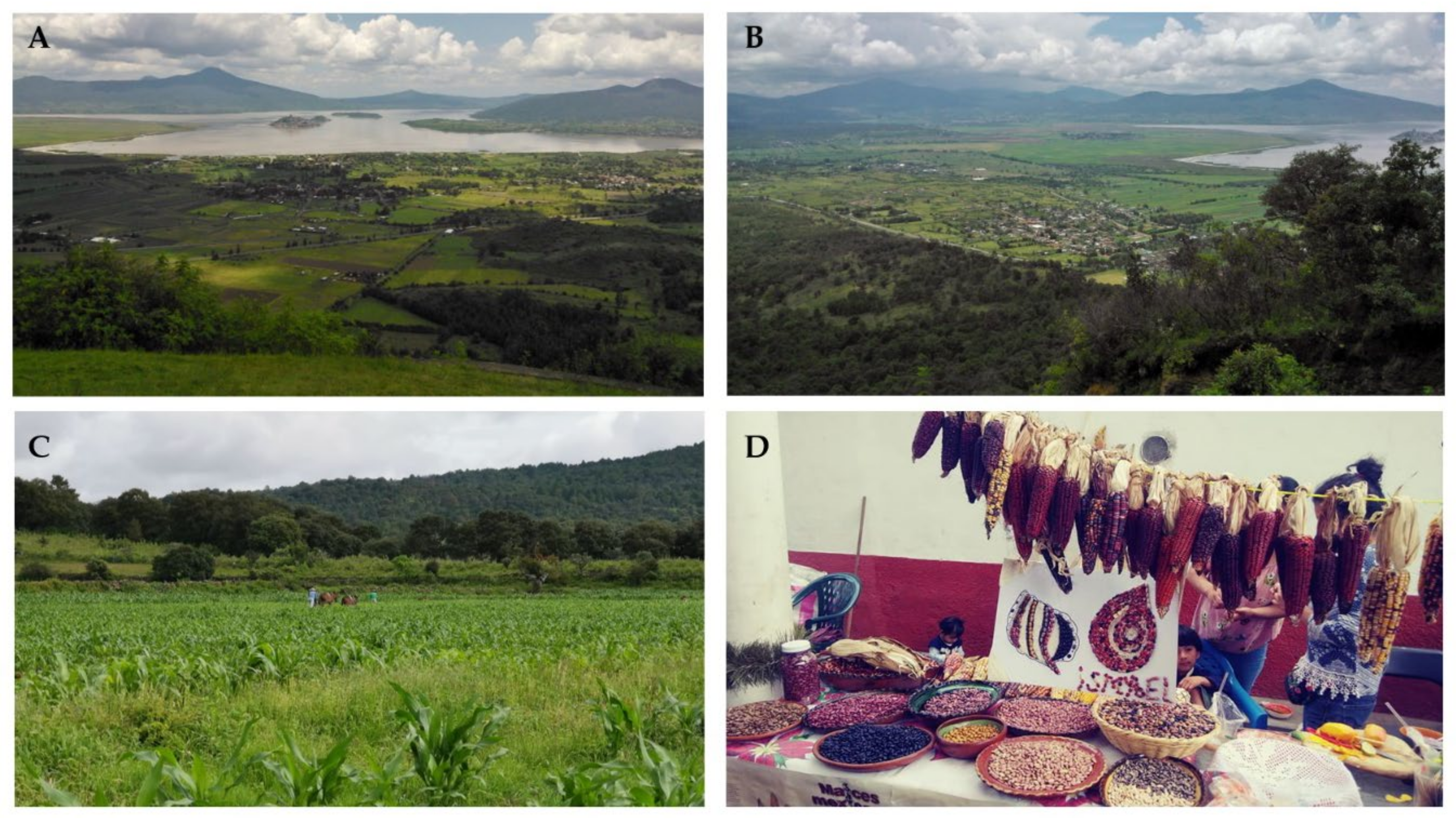 Sustainability Free Full Text Emerging Agro Rural Complexities In Occident Mexico Approach From Sustainability Science And Transdisciplinarity Html
