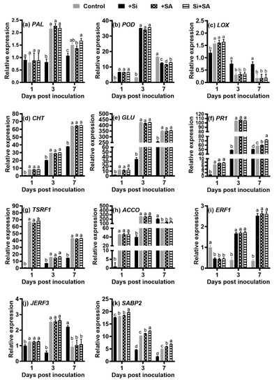 Sustainability Free Full Text Effects Of Combined Application Of Potassium Silicate And Salicylic Acid On The Defense Response Of Hydroponically Grown Tomato Plants To Ralstonia Solanacearum Infection Html