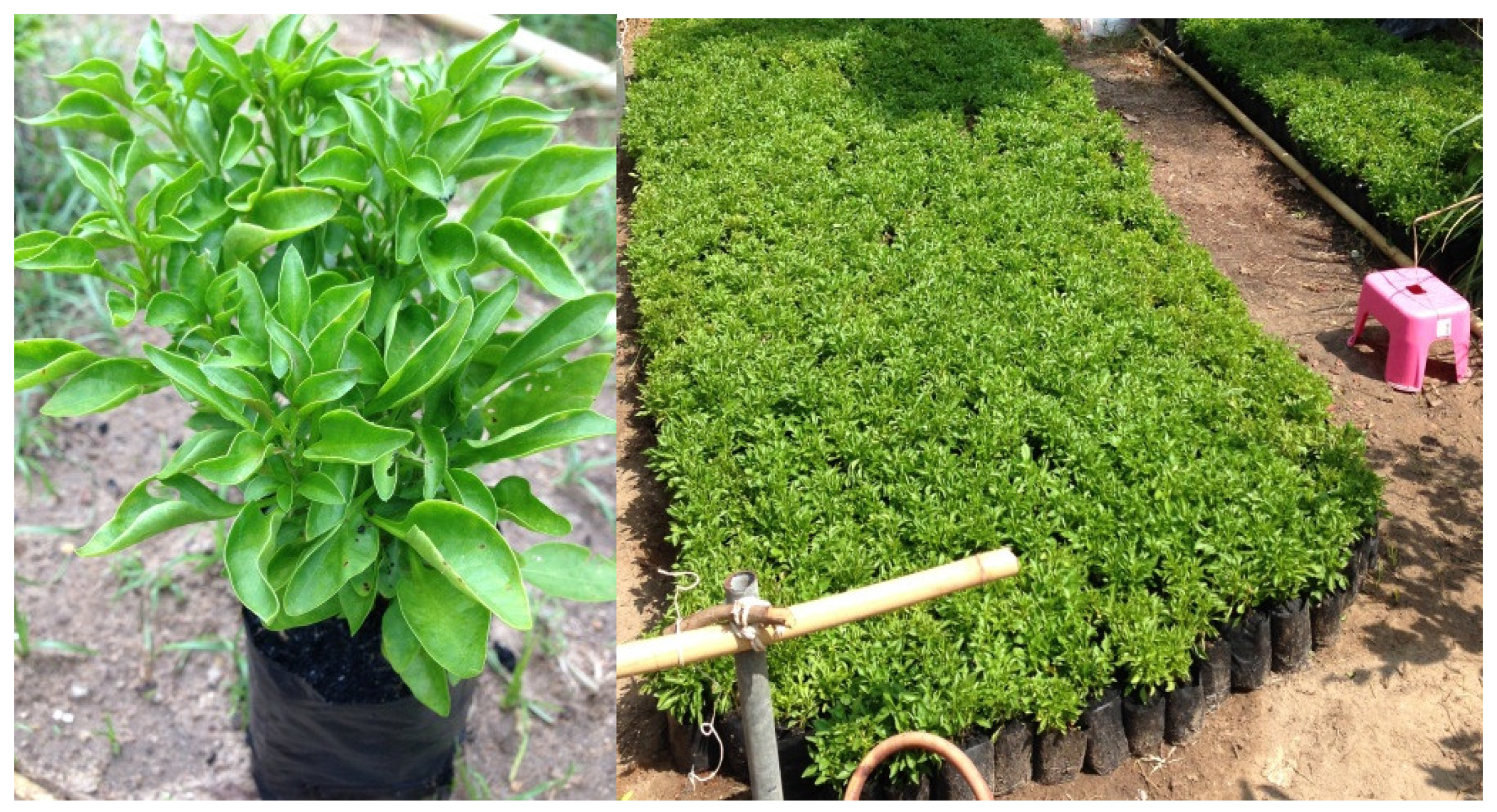 Sustainability 13 04505 g002