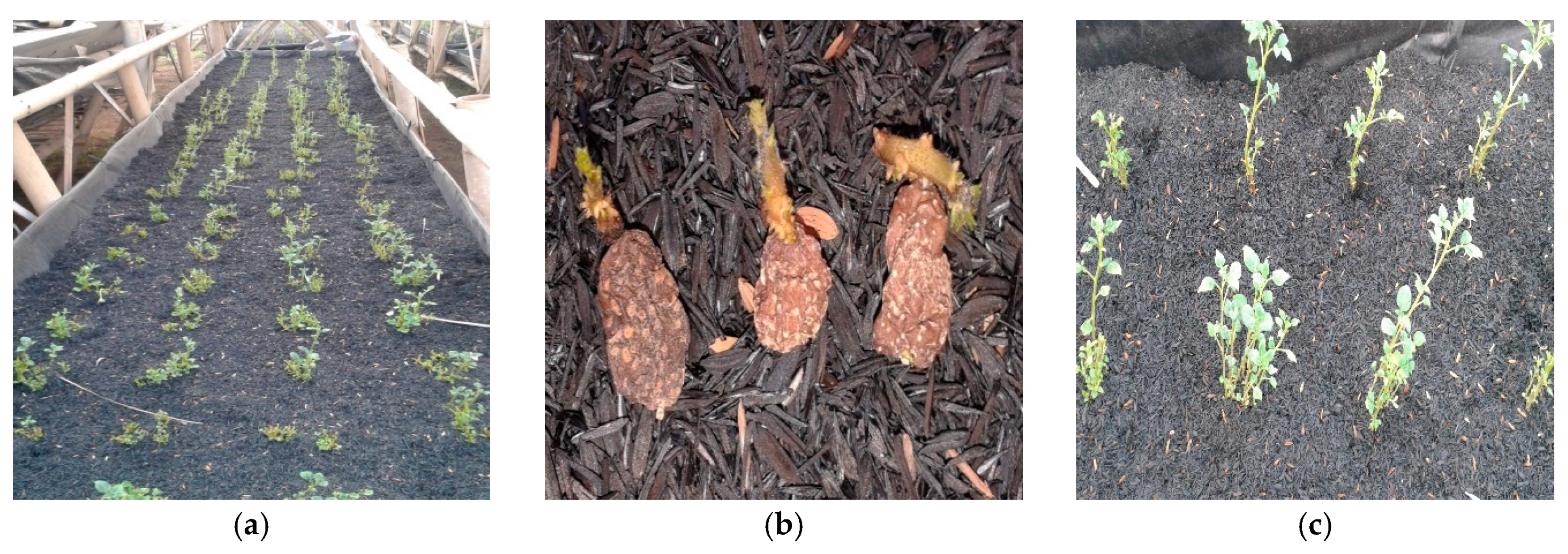 Sustainability 13 05140 g012