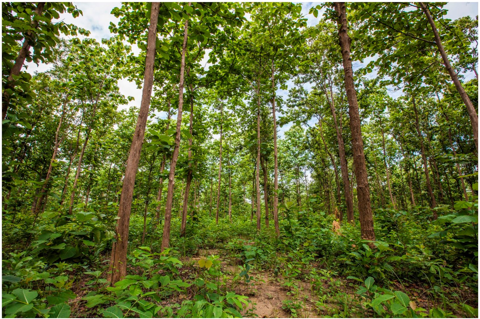 | Free Full-Text | Strategic Pathways to Scale up Forest and Landscape Restoration: Insights from Nepal's Tarai | HTML