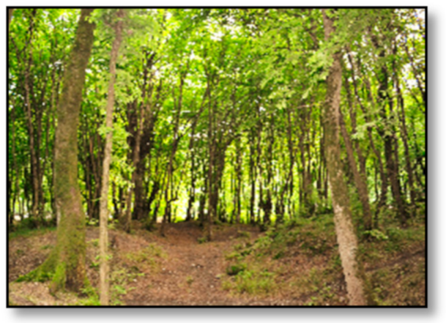 Sustainability 13 05419 i005