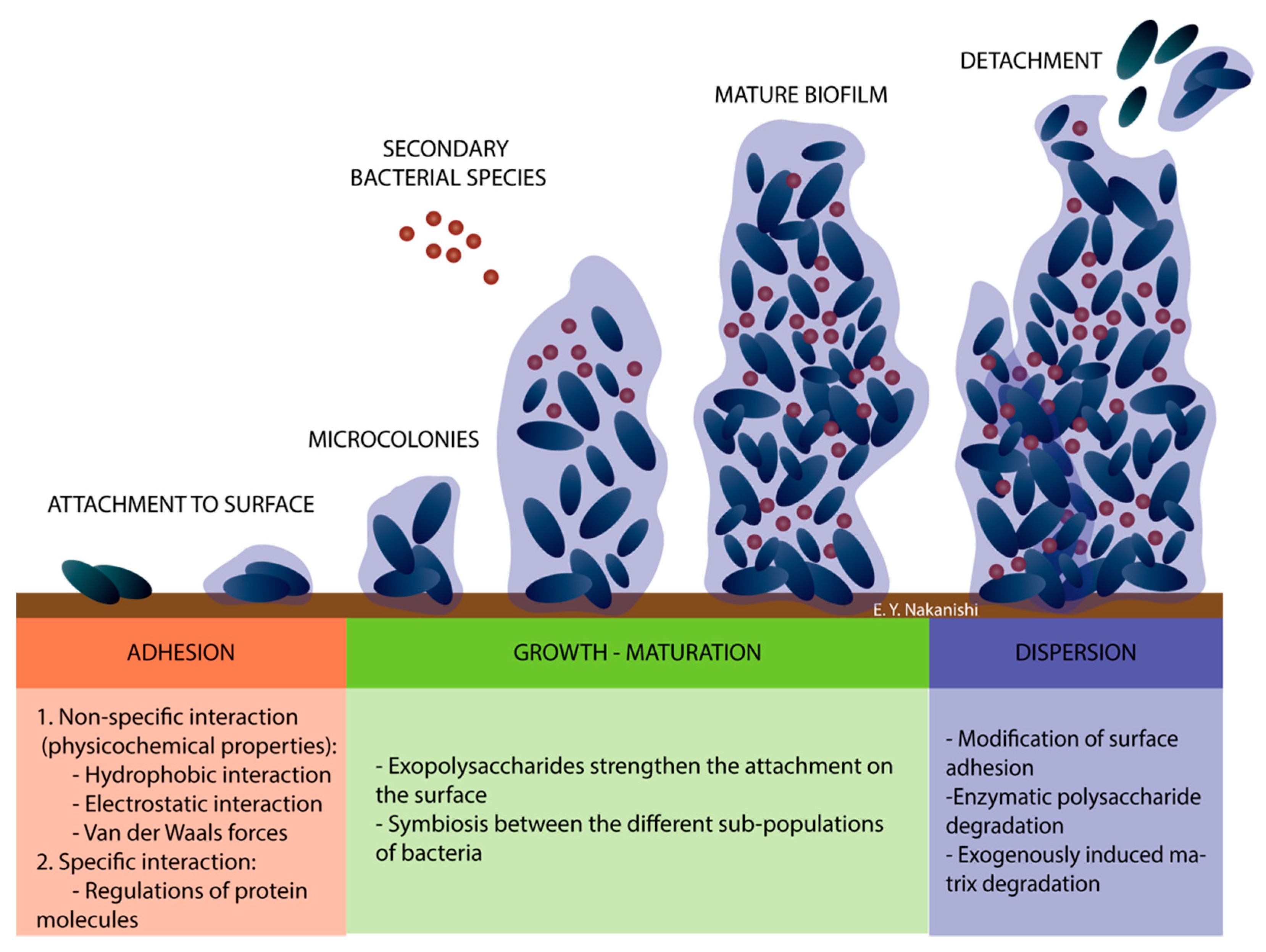 biofilm cos 39; è