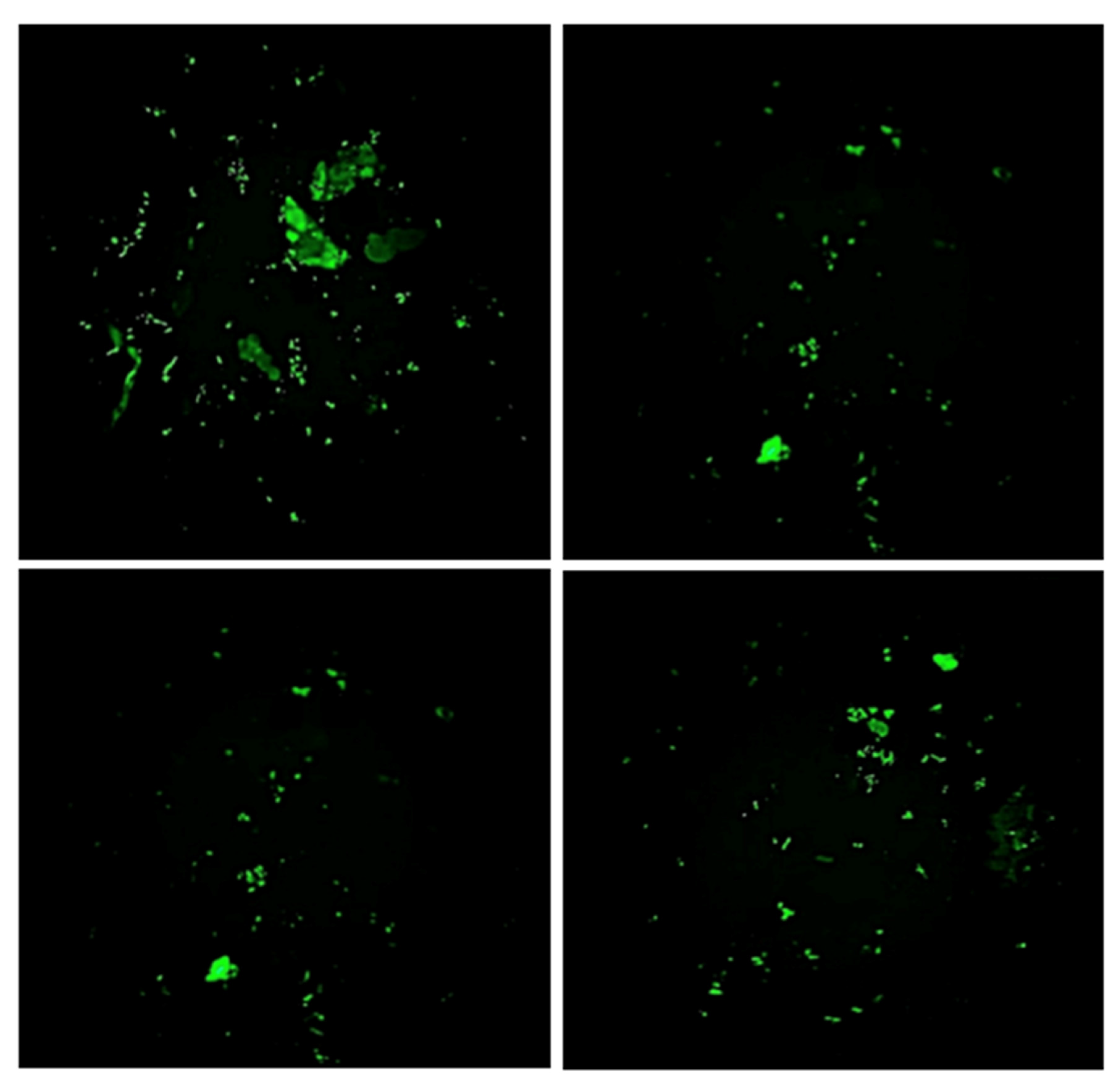 Sustainability 13 06404 g002