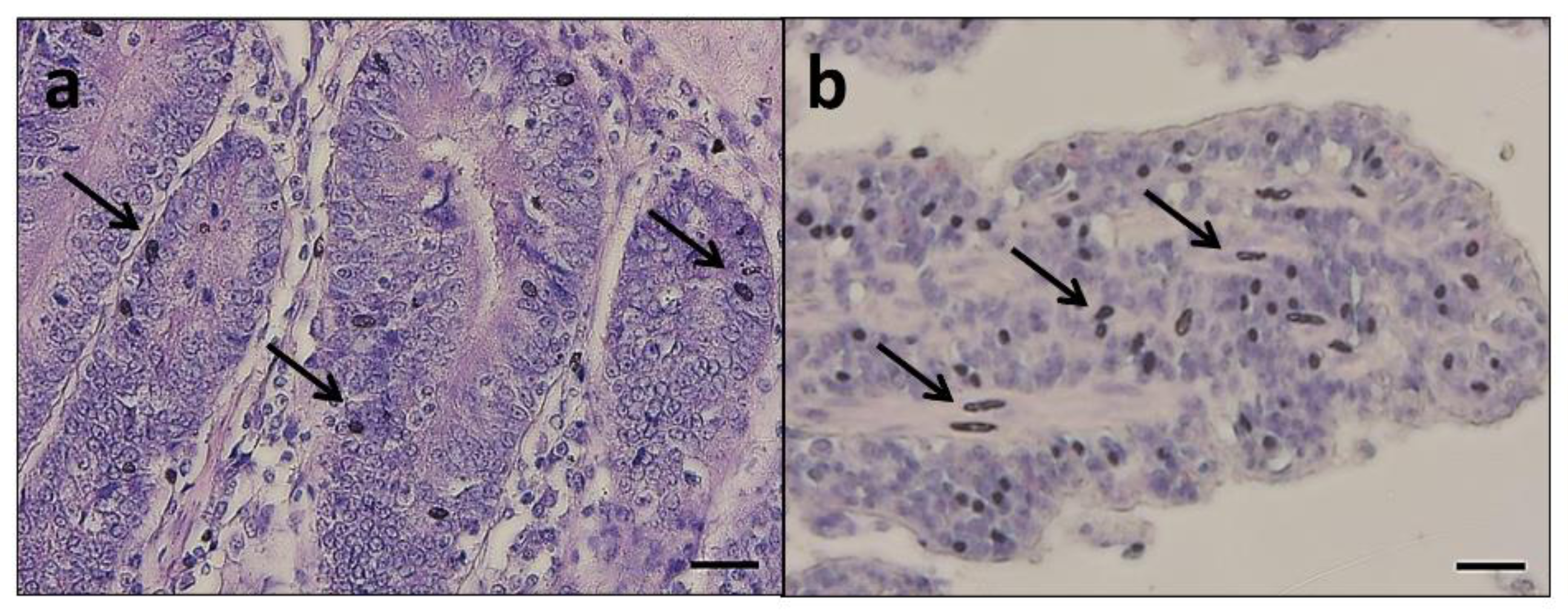 Sustainability 13 06554 g002