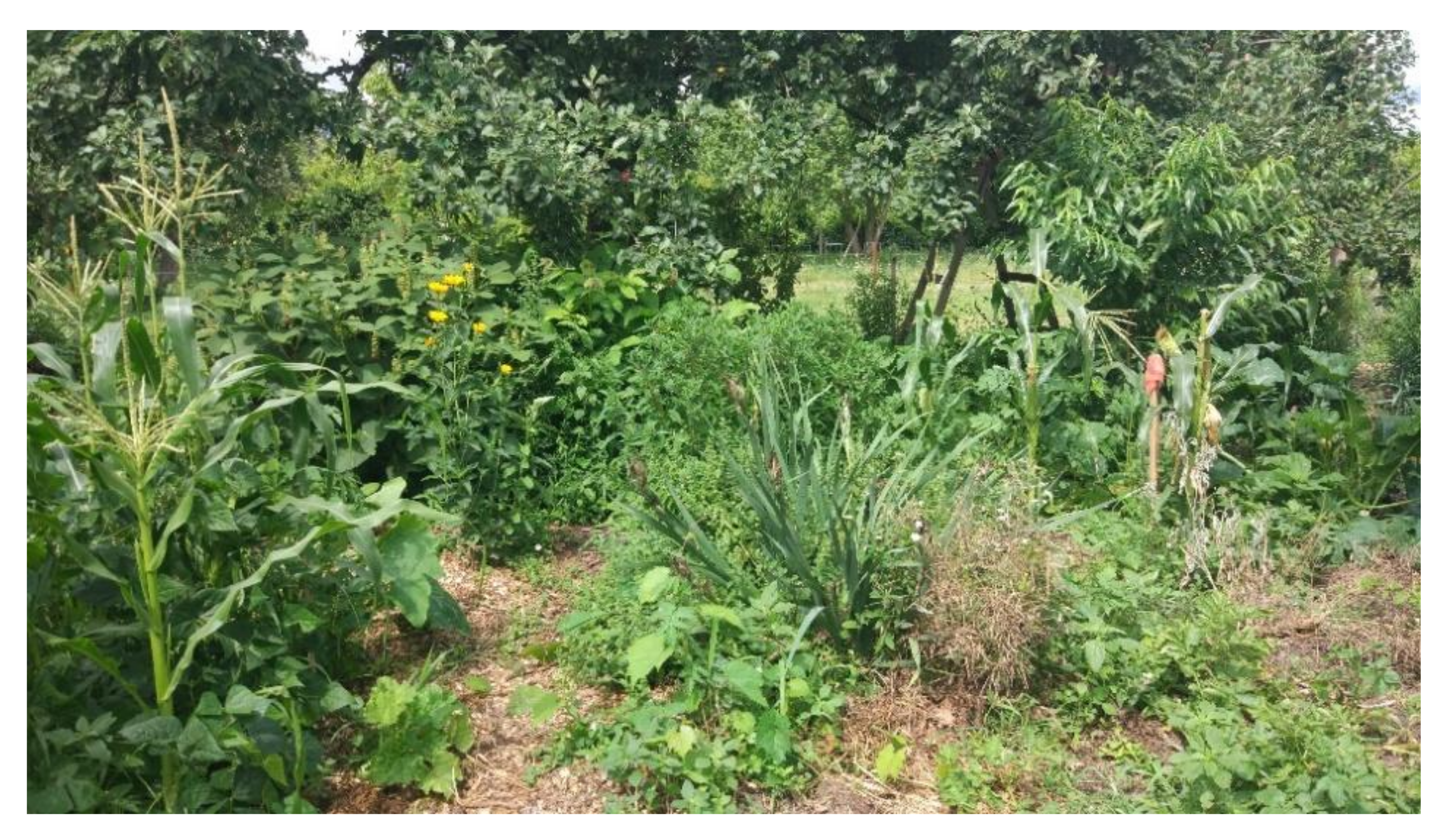 Sustainability 13 06676 g008