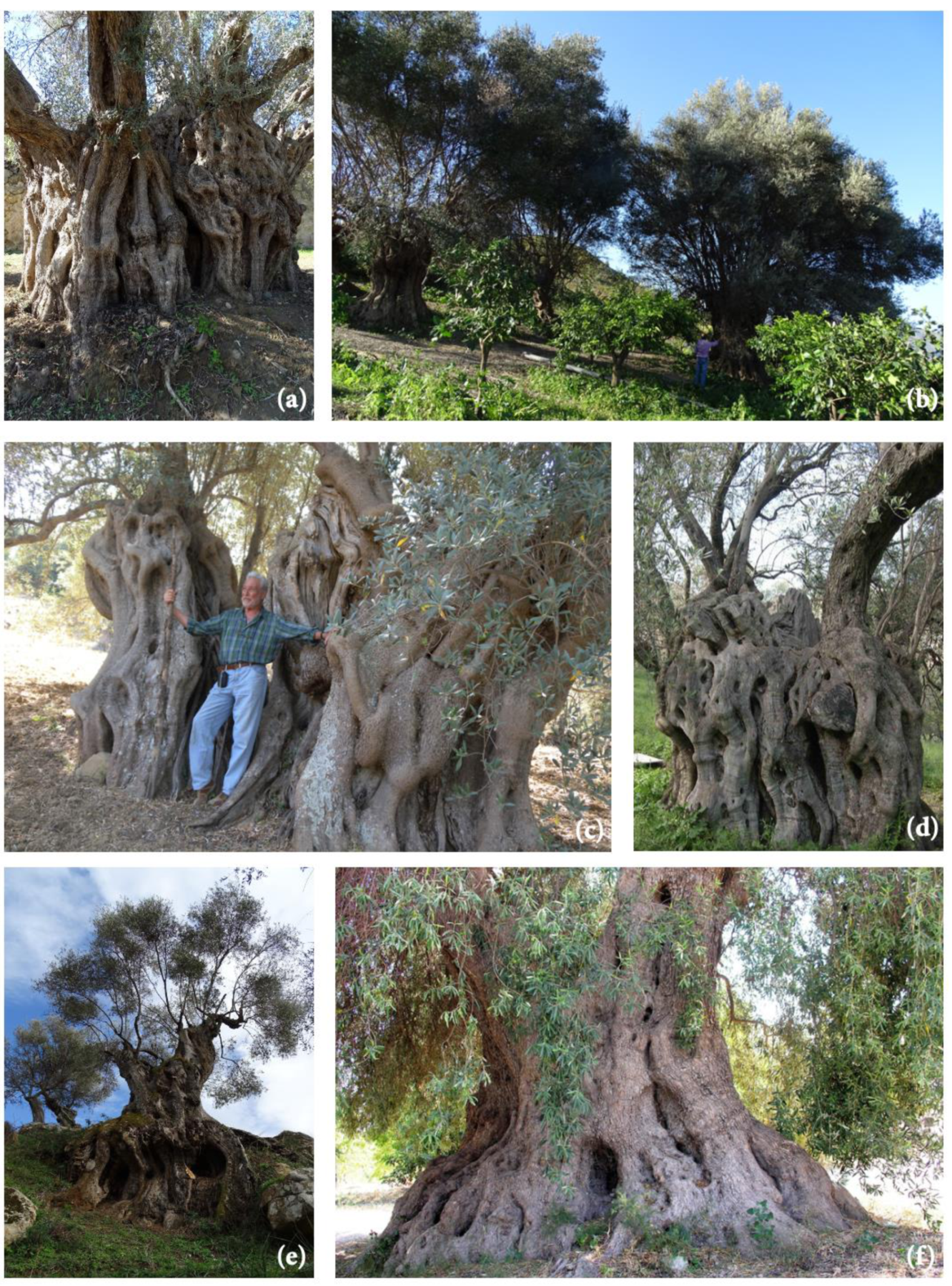 Sustainability Free Full Text The Monumental Olive Trees As Biocultural Heritage Of Mediterranean Landscapes The Case Study Of Sicily Html