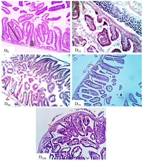 Sustainability Free Full Text Effect Of A New Feed Daphnia Magna Straus 1820 As A Fish Meal Substitute On Growth Feed Utilization Histological Status And Economic Revenue Of Grey Mullet Mugil