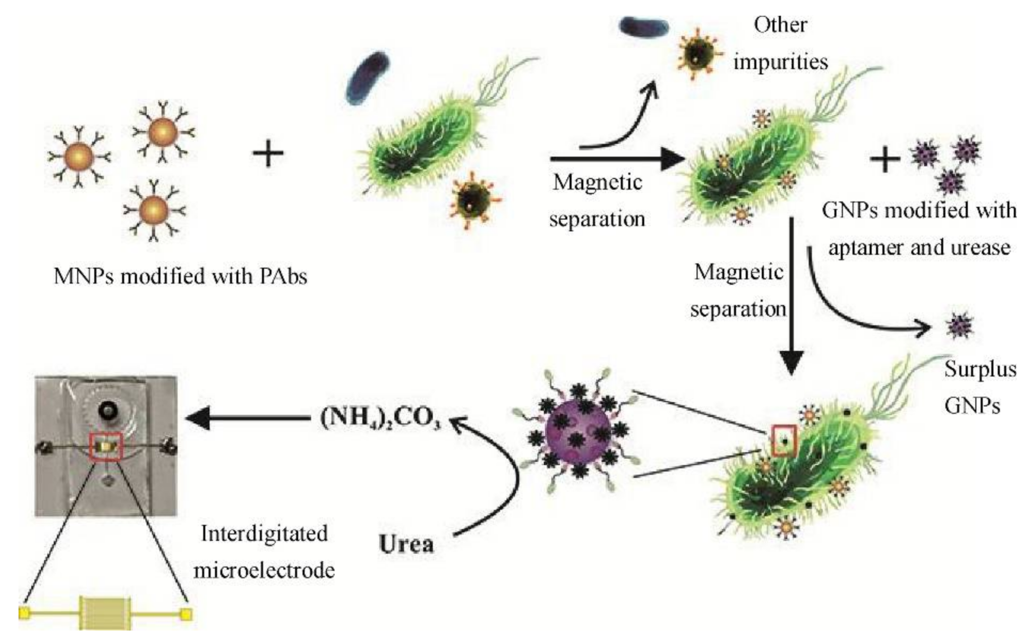 Sustainability 13 07229 g003
