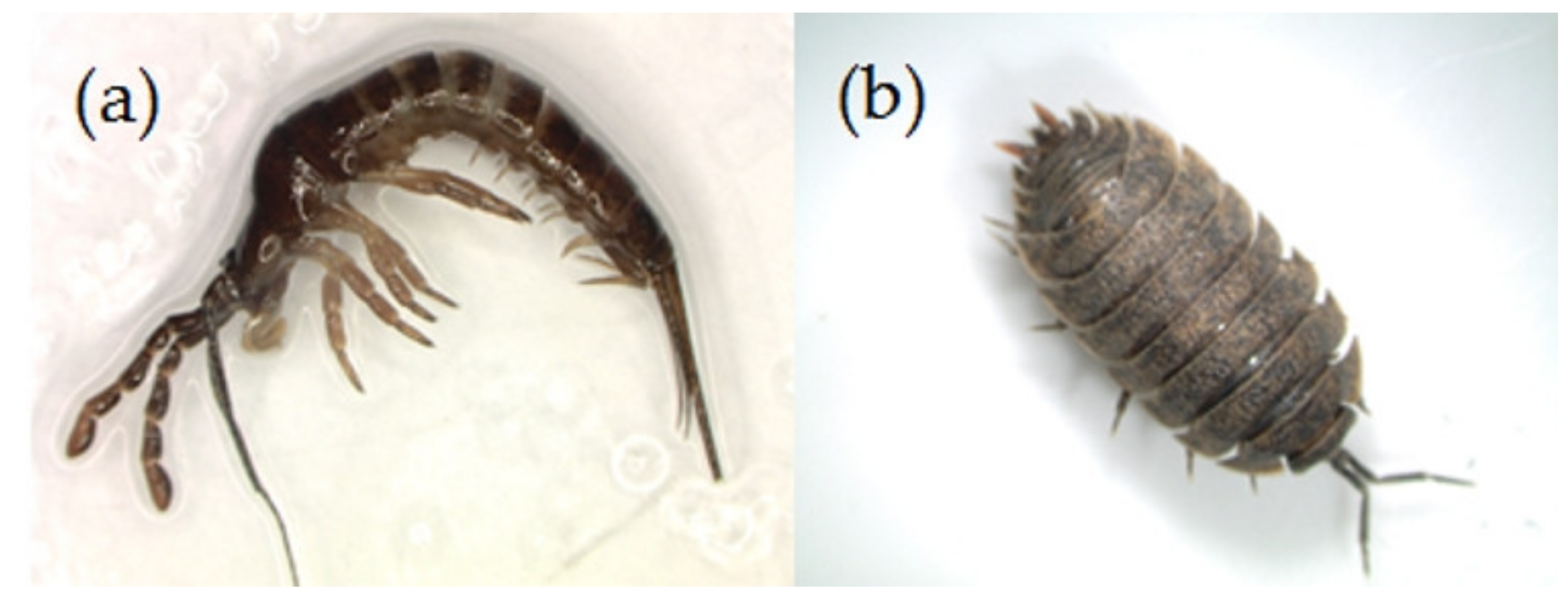 Sustainability 13 07837 g003 Sustainability 13 07837 g003