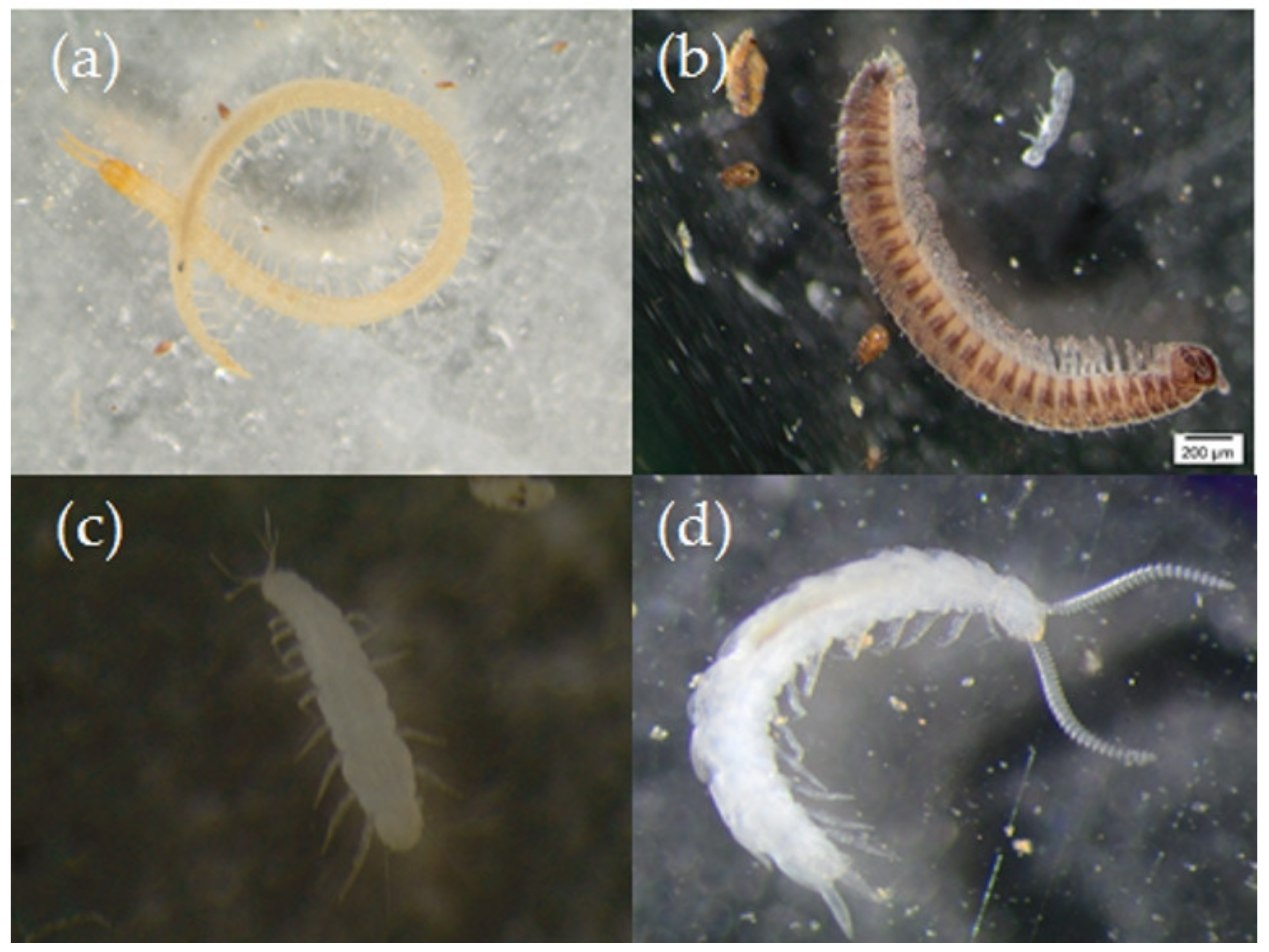 Sustainability 13 07837 g006 Sustainability 13 07837 g006