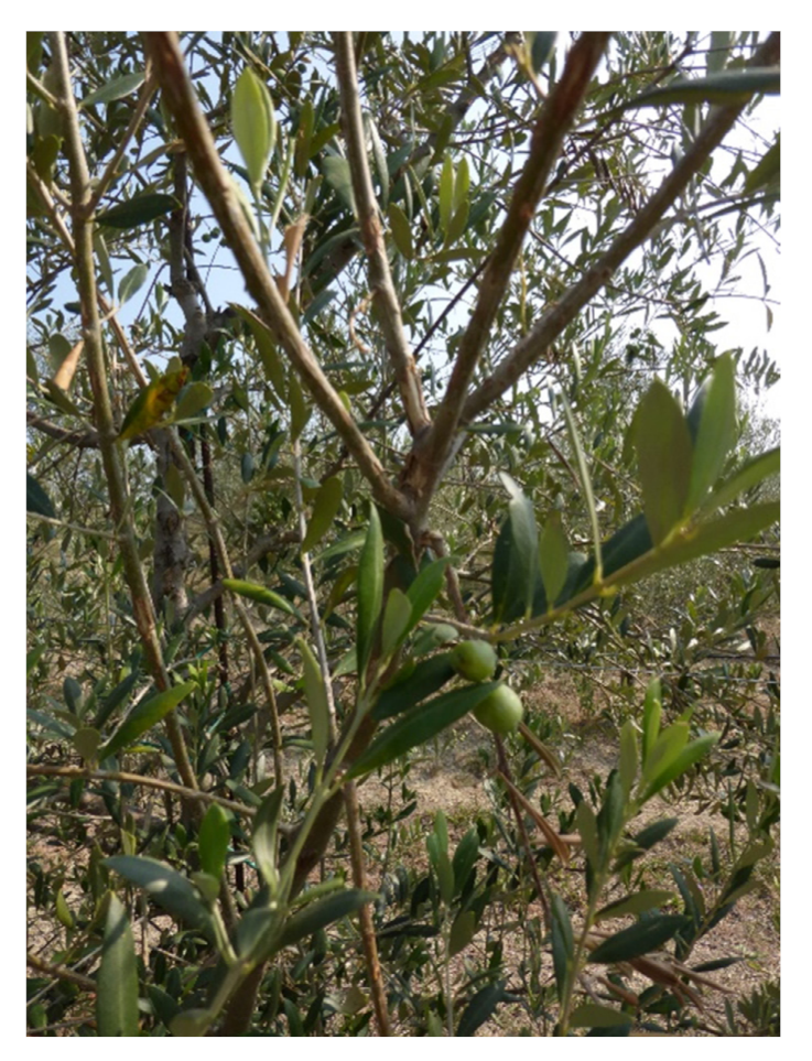 Sustainability 13 08266 g007