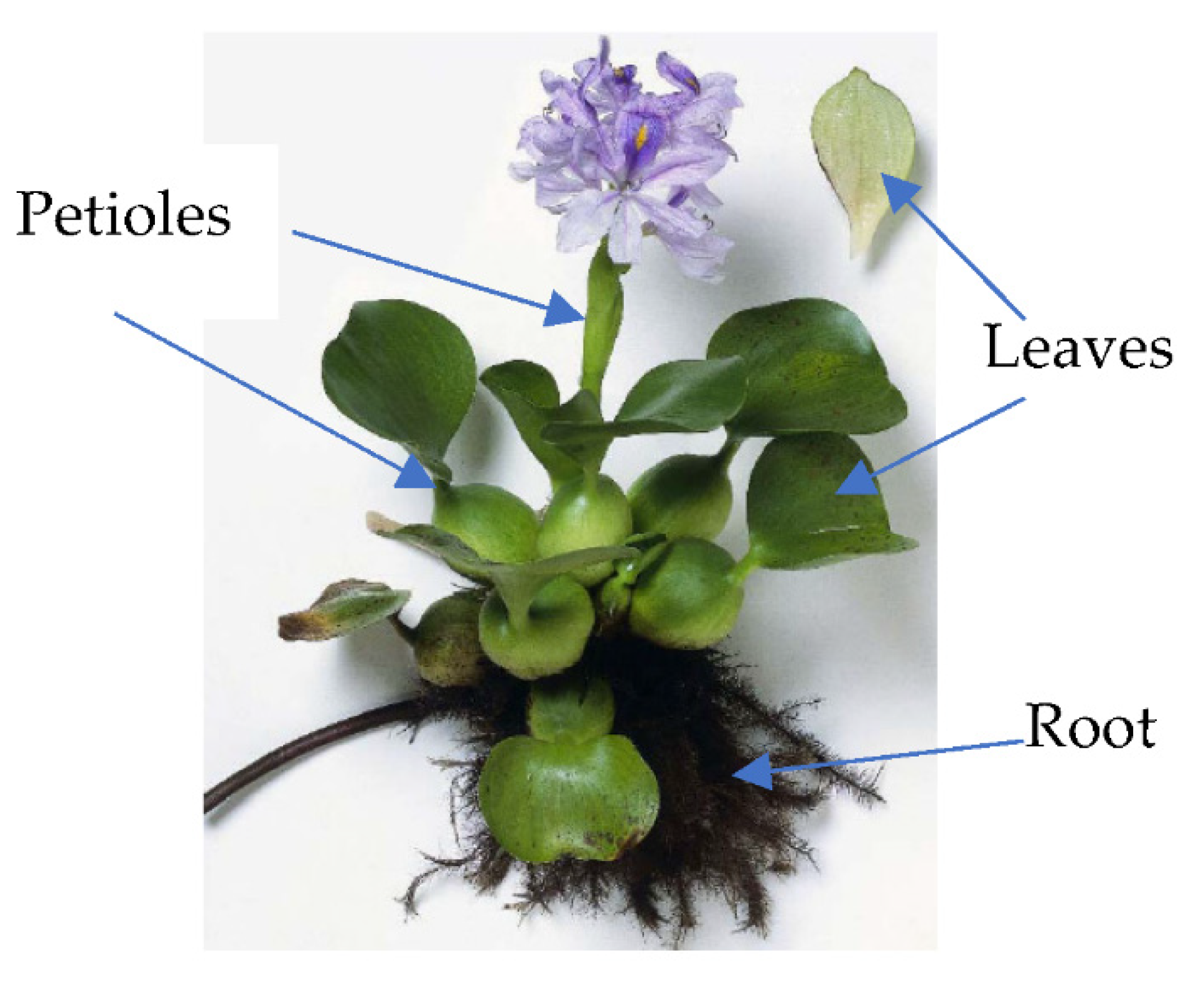 Sustainability 13 08274 g002