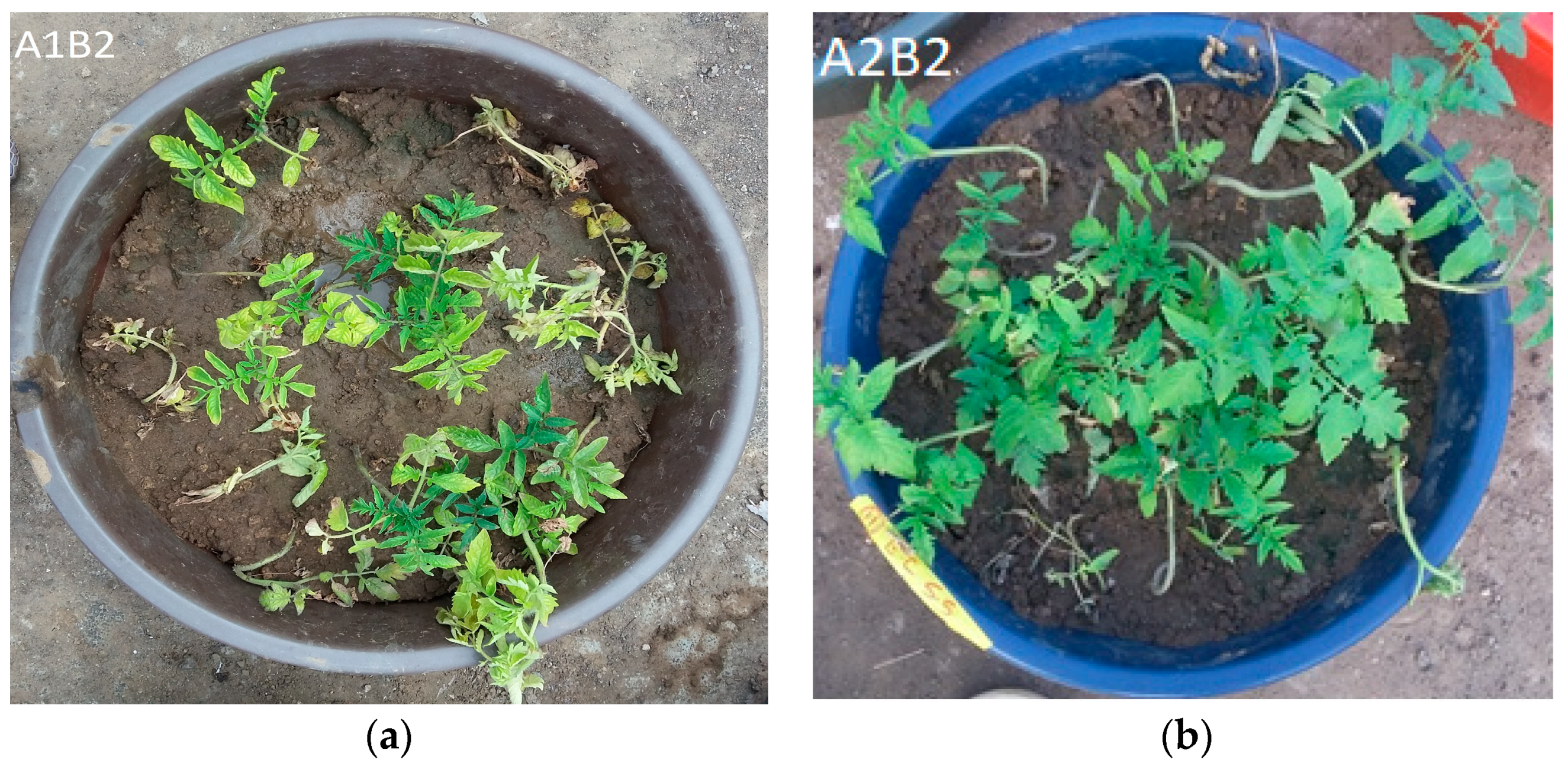 Sustainability 13 08369 g001a