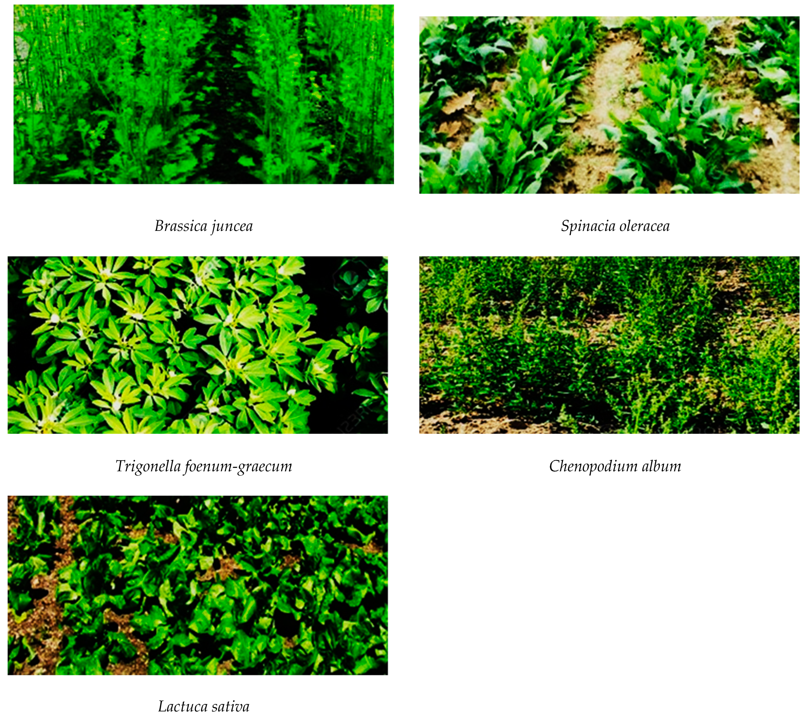 Sustainability 13 08444 g001