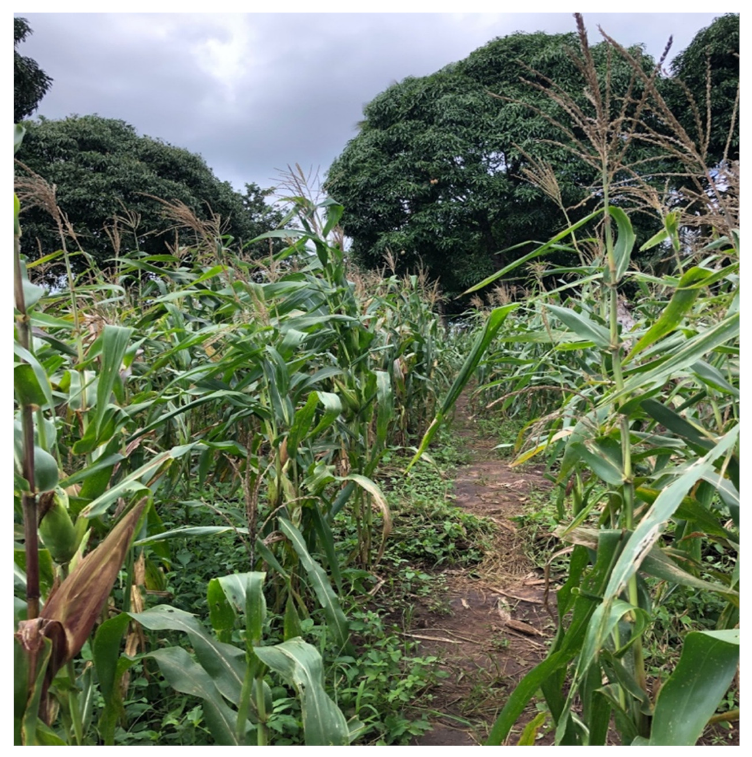 Sustainability 13 08501 g001 550