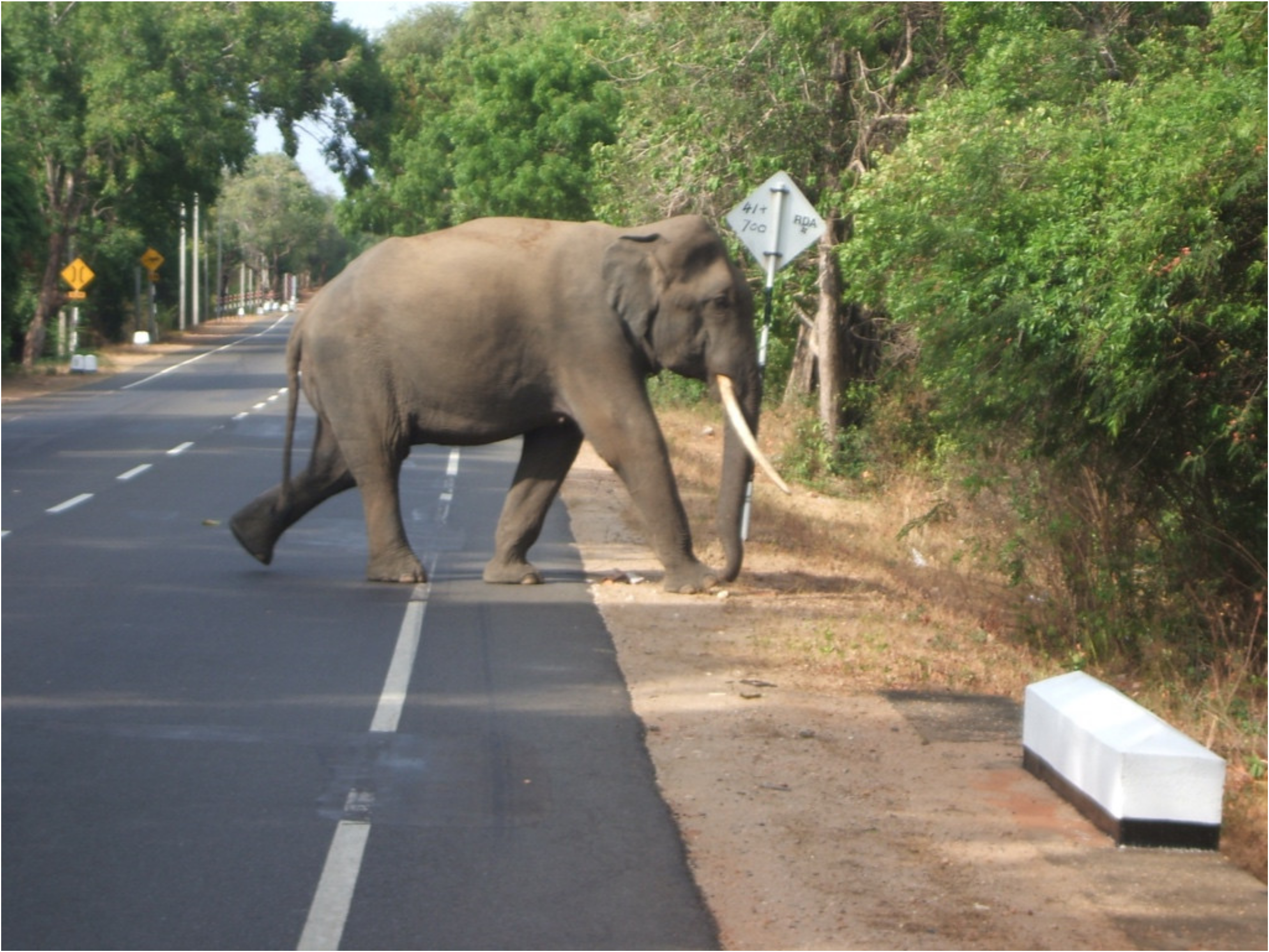 the elephant in the village of the blind analysis