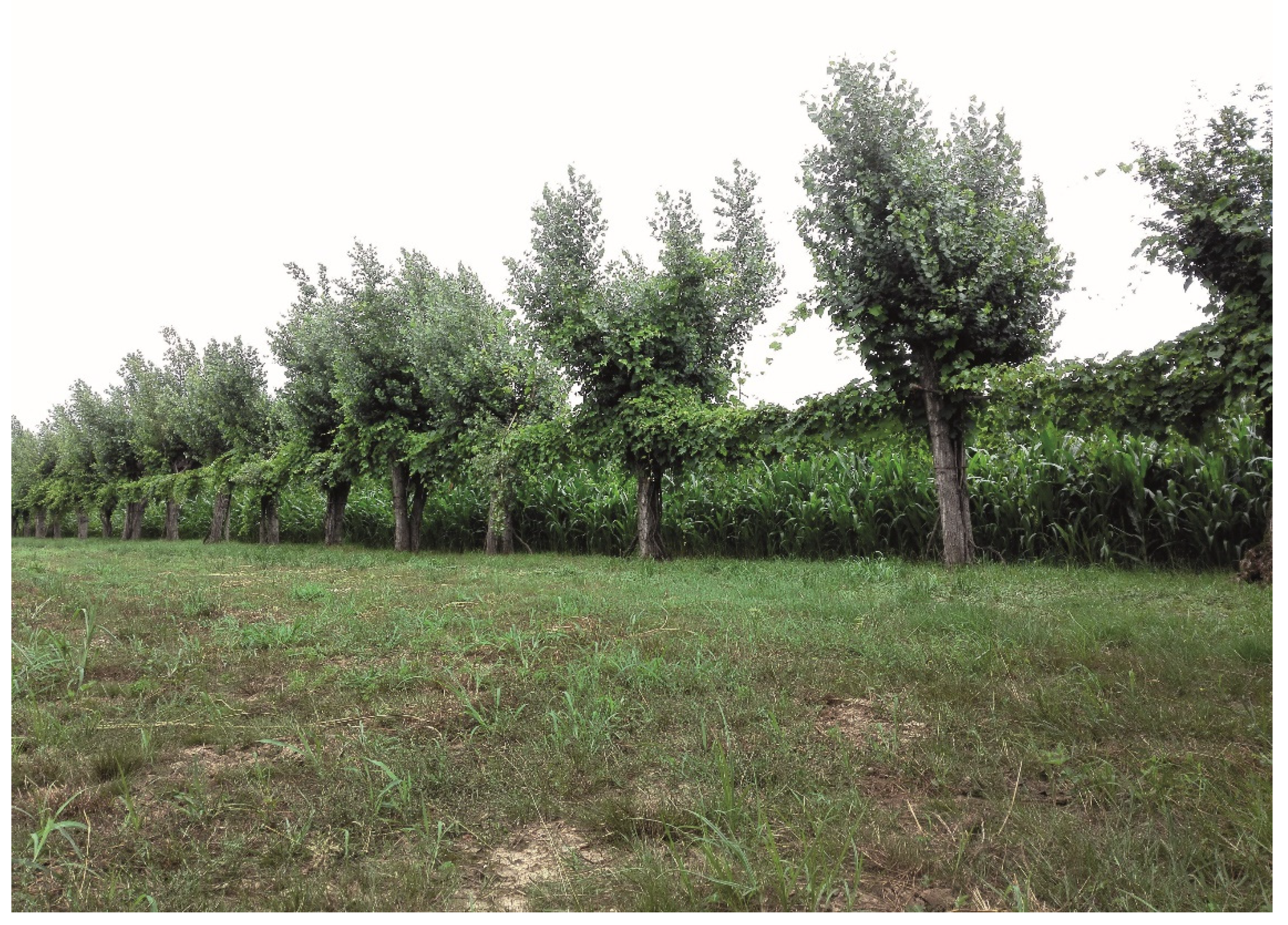 Sustainability 13 08879 g003 550